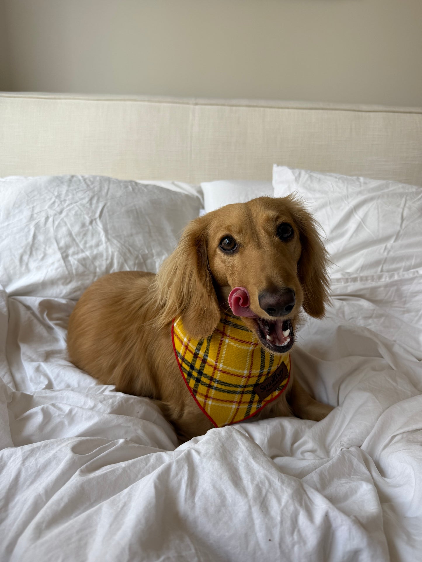 Daisy Duke Bandana
