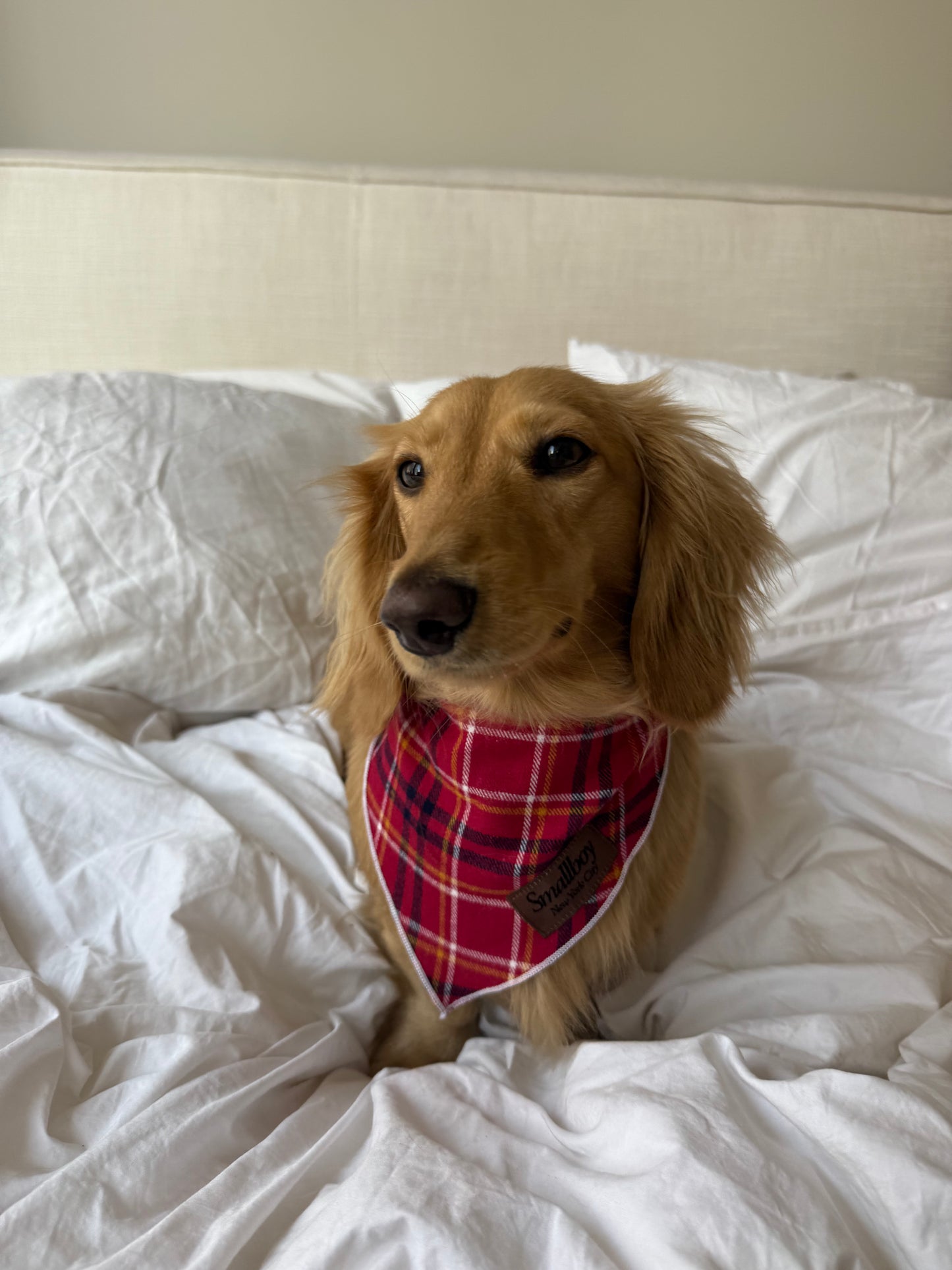 Daisy Duke Bandana