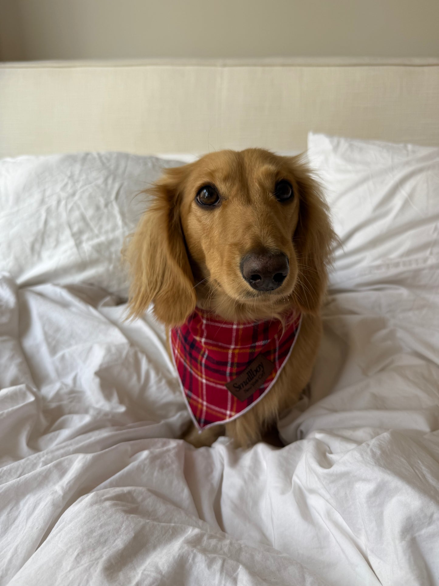 Daisy Duke Bandana