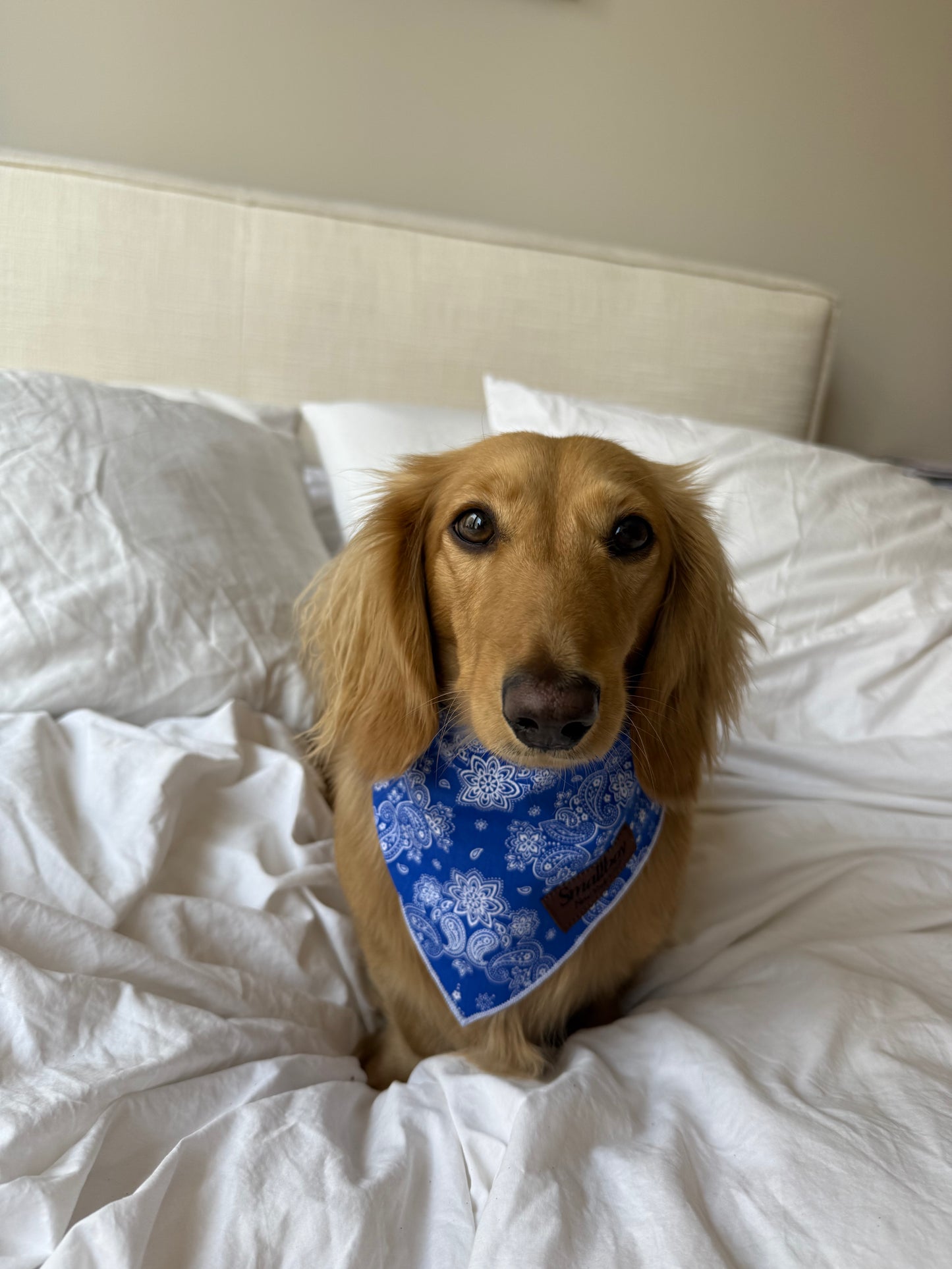 Lil' Wrangler Bandana