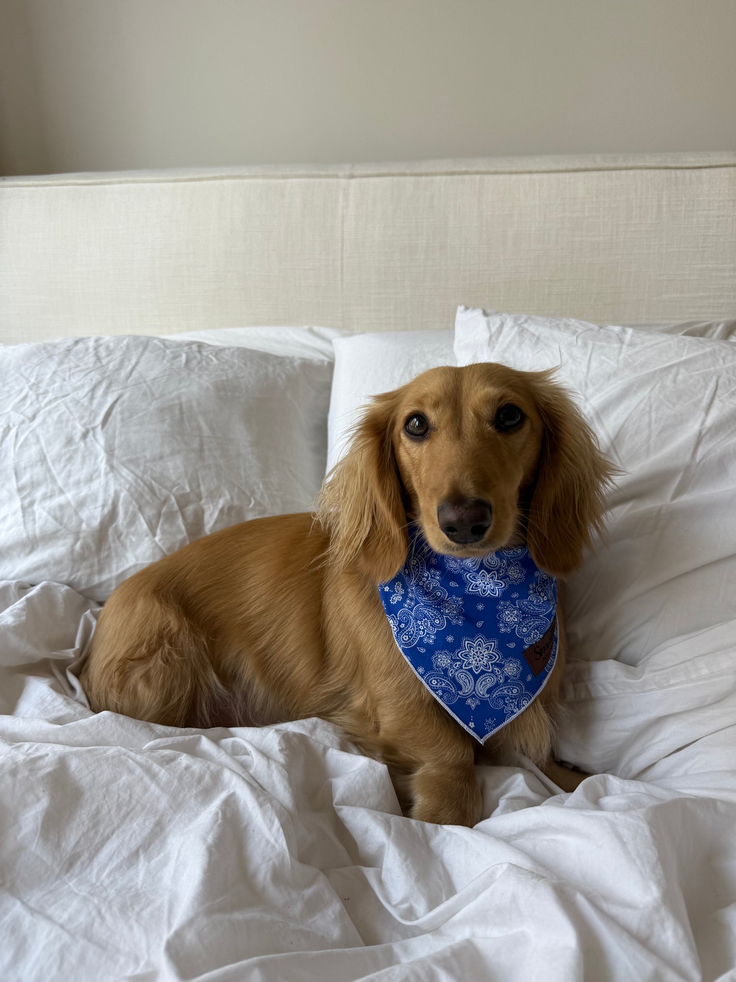 Lil' Wrangler Bandana