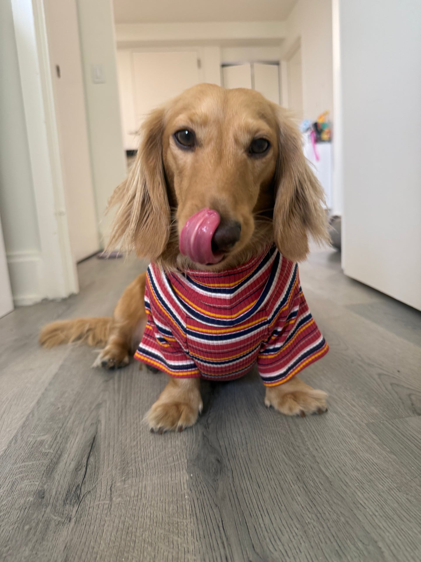 Cranberry Harvest Dog Shirt