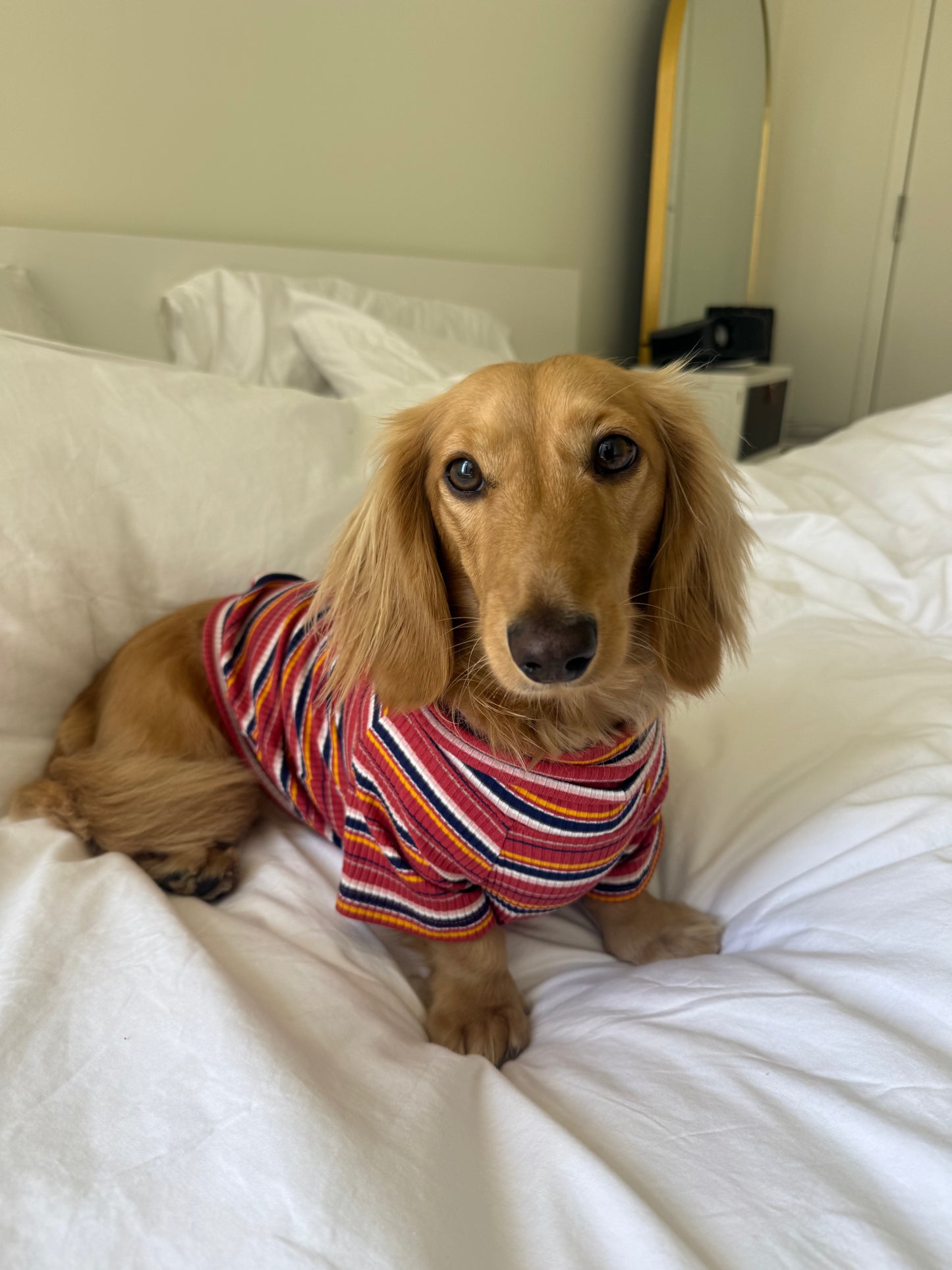 Cranberry Harvest Dog Shirt