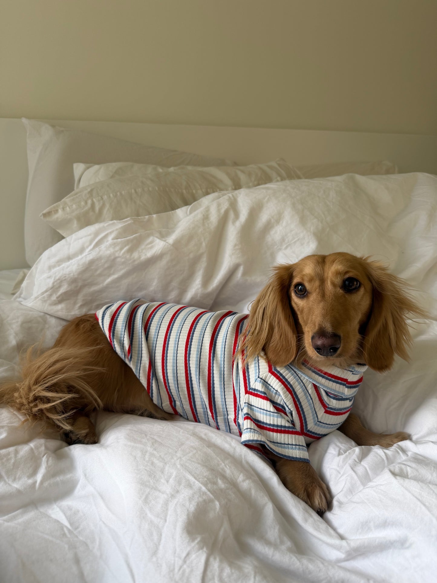 Ice Pop Dog Shirt