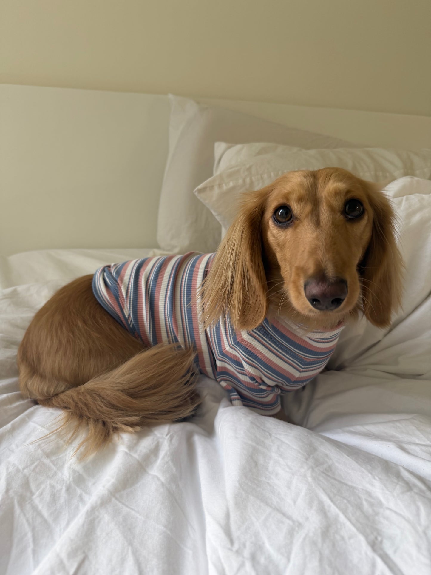 Blueberry Muffin Dog Shirt