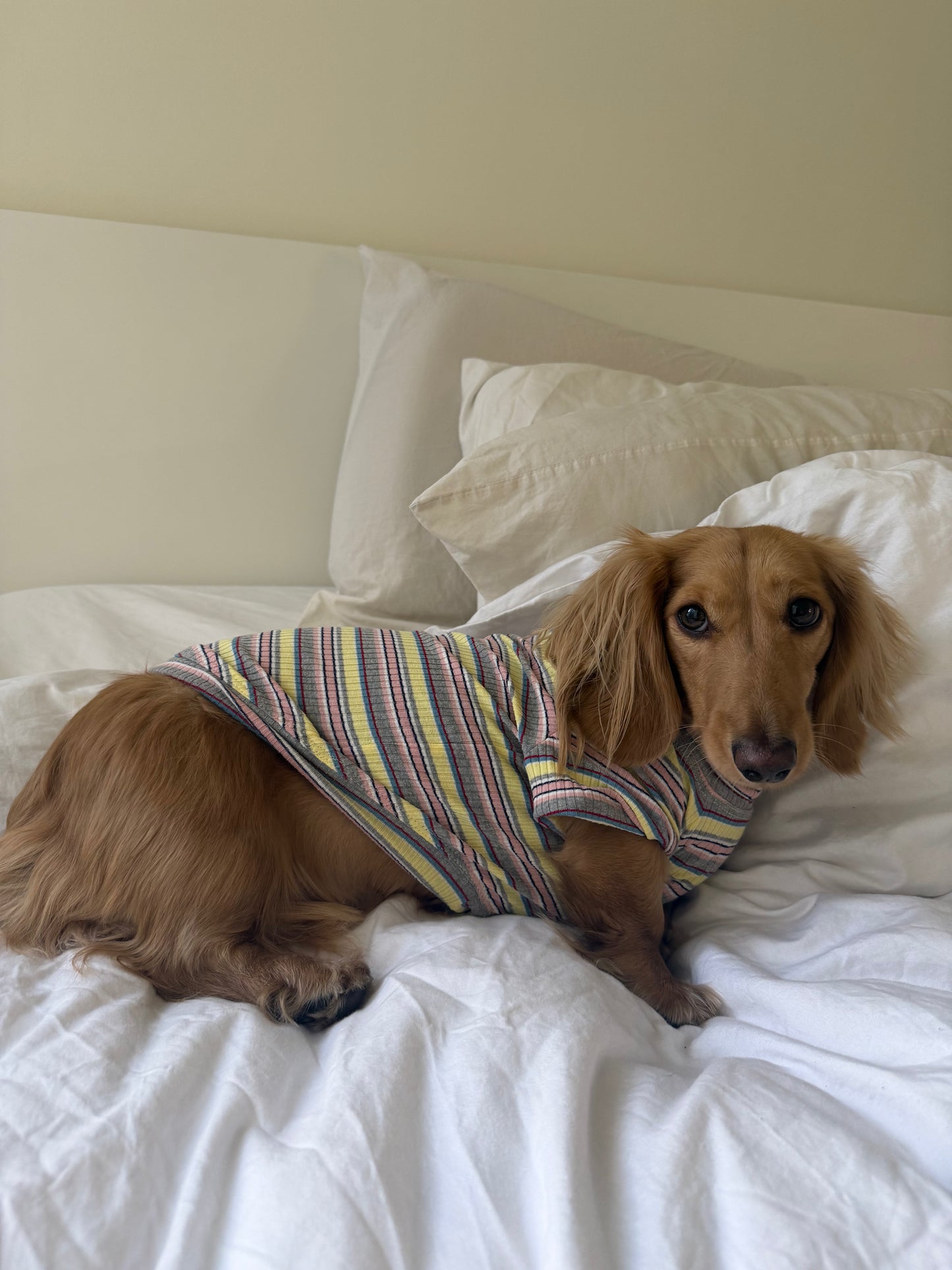 Lemon Drop Dog Shirt