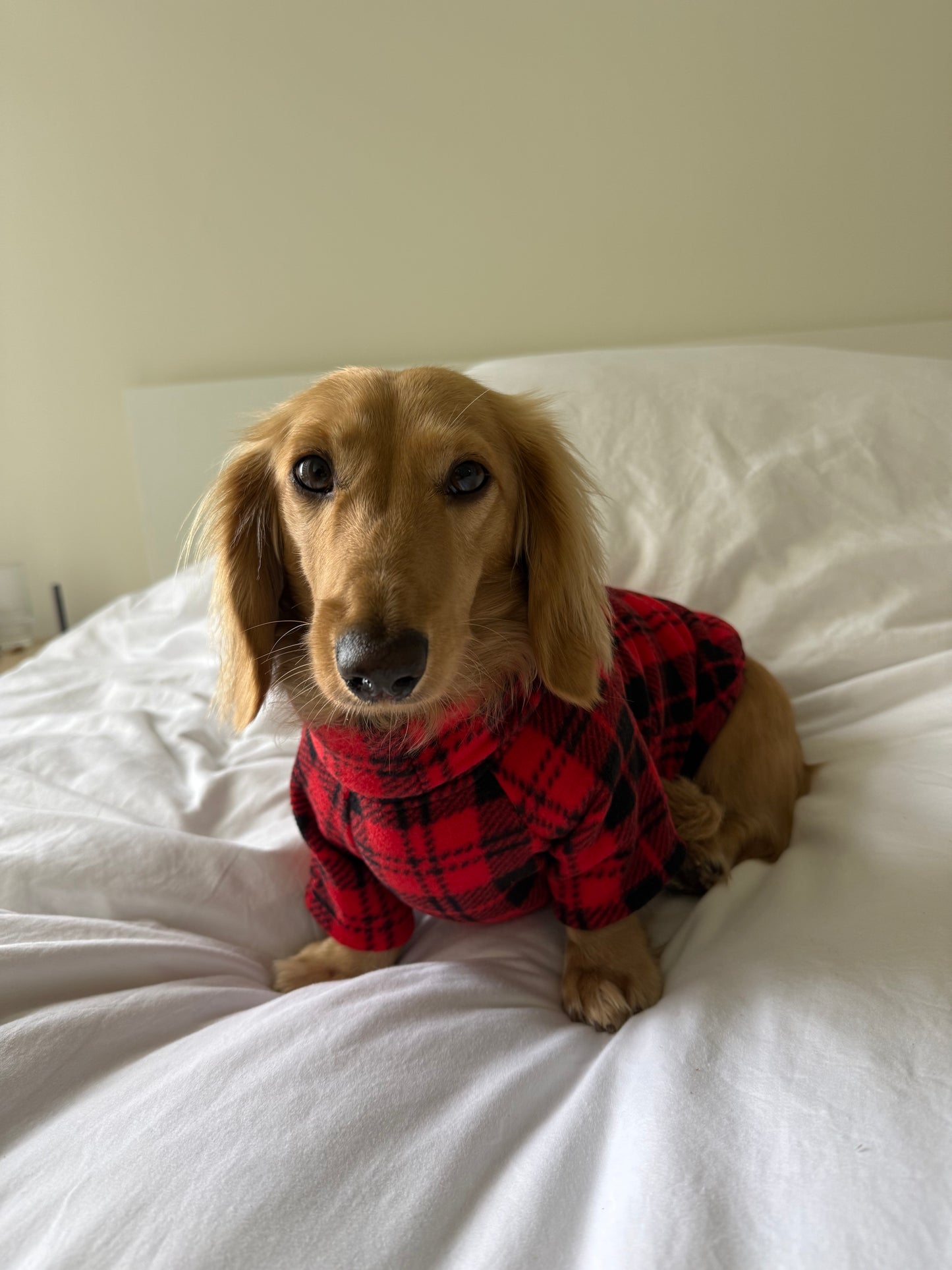 Campfire Coat Dog Sweater