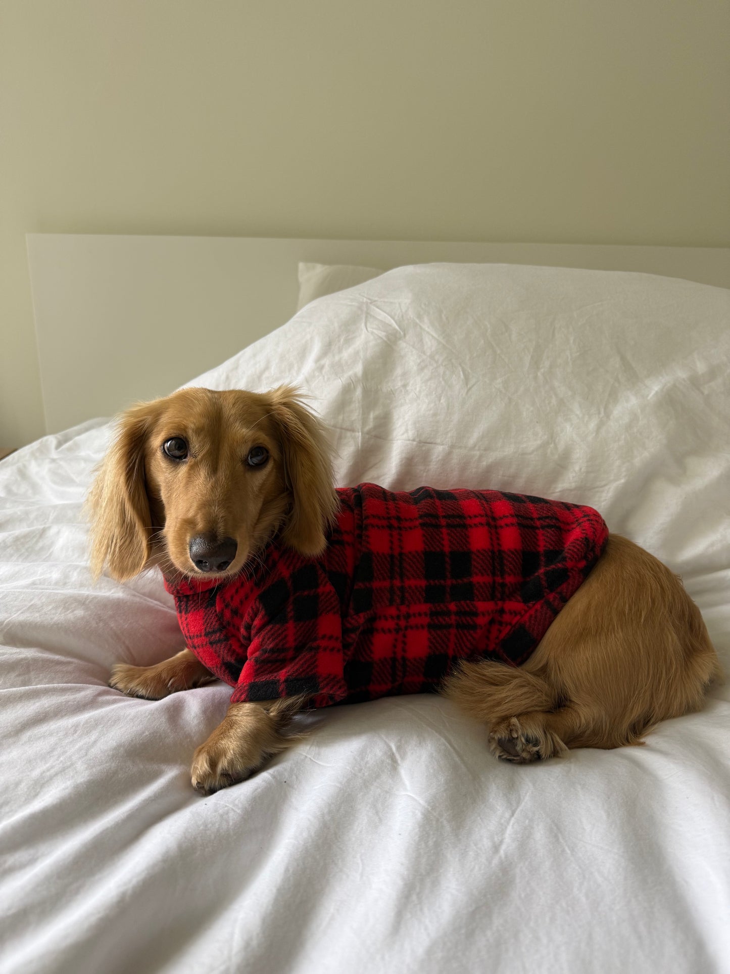 Campfire Coat Dog Sweater