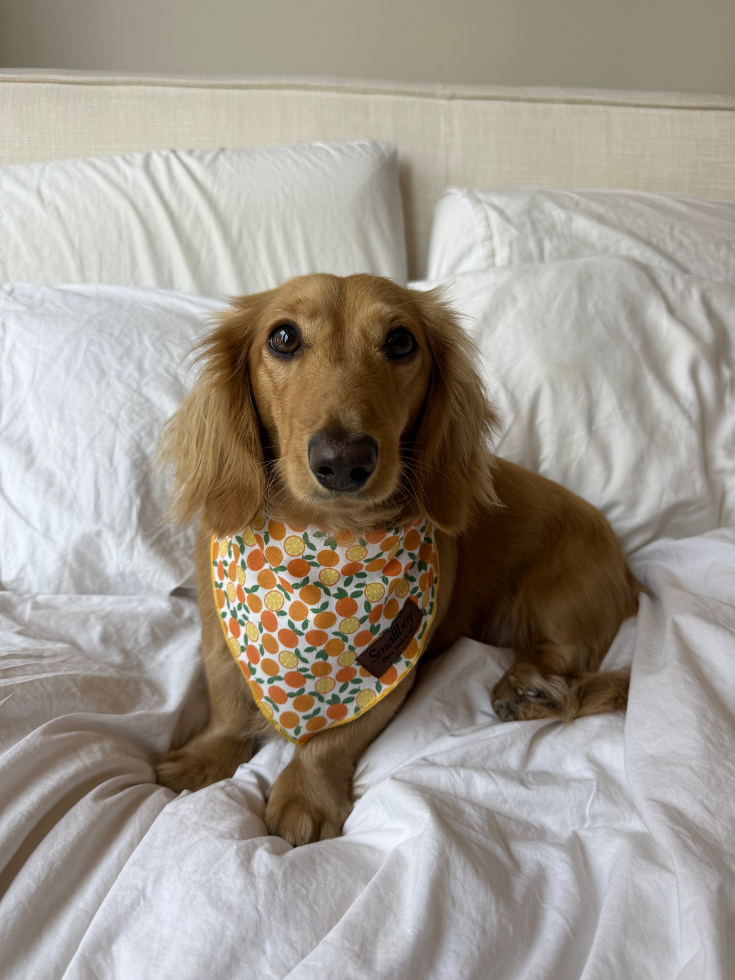 Squeeze the Day Bandana