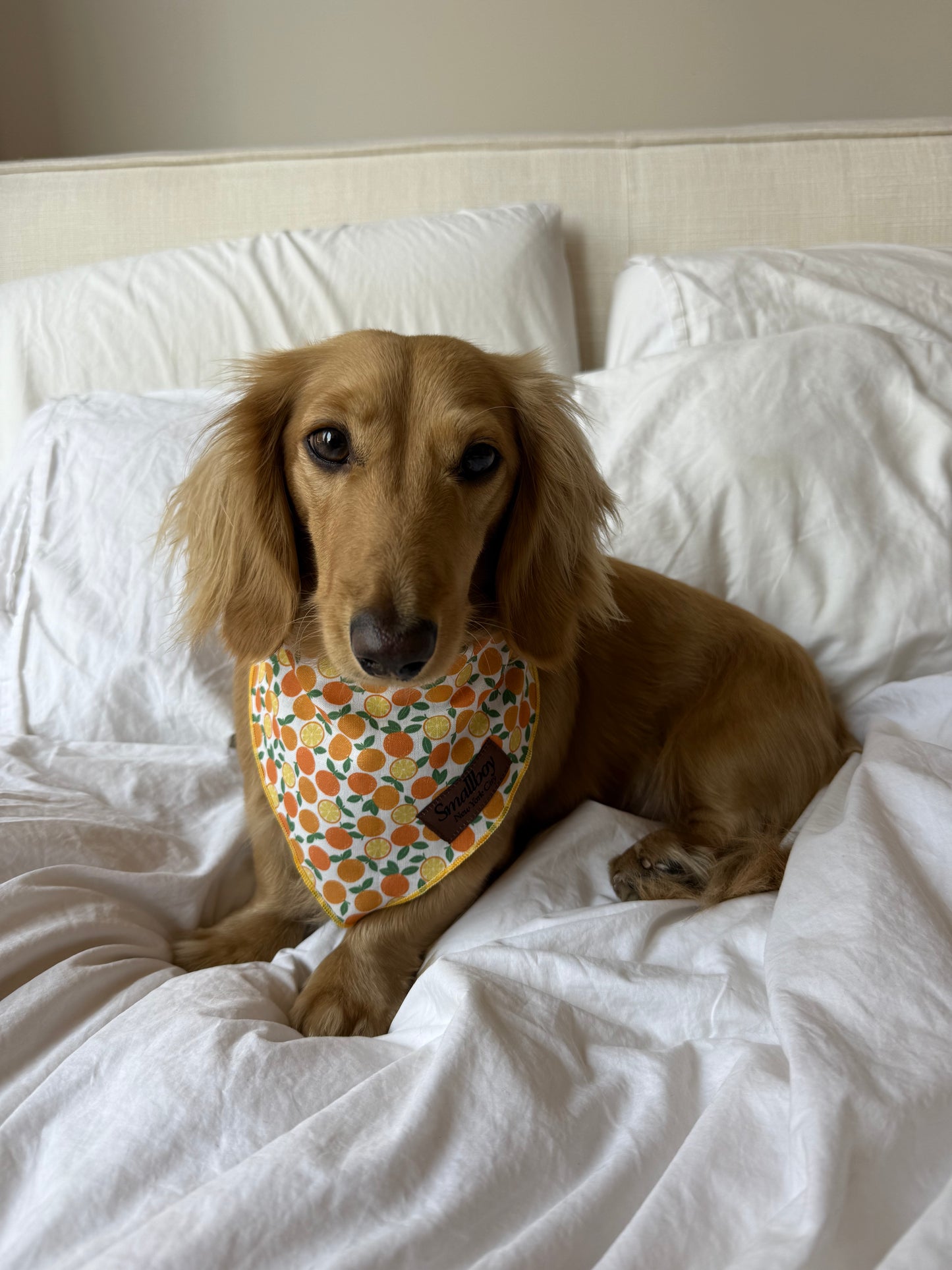 Squeeze the Day Bandana