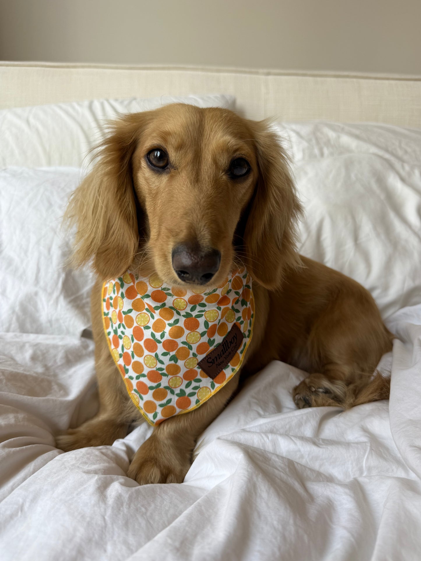 Squeeze the Day Bandana