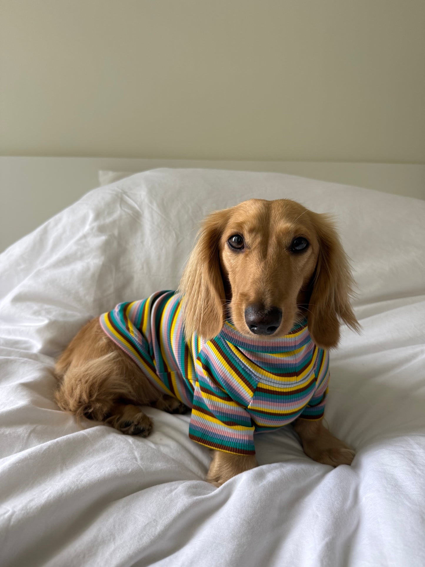 Blue Candy Stripe Dog Shirt