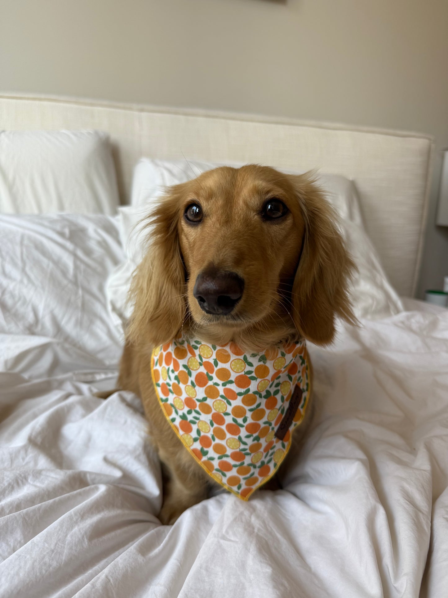 Squeeze the Day Bandana