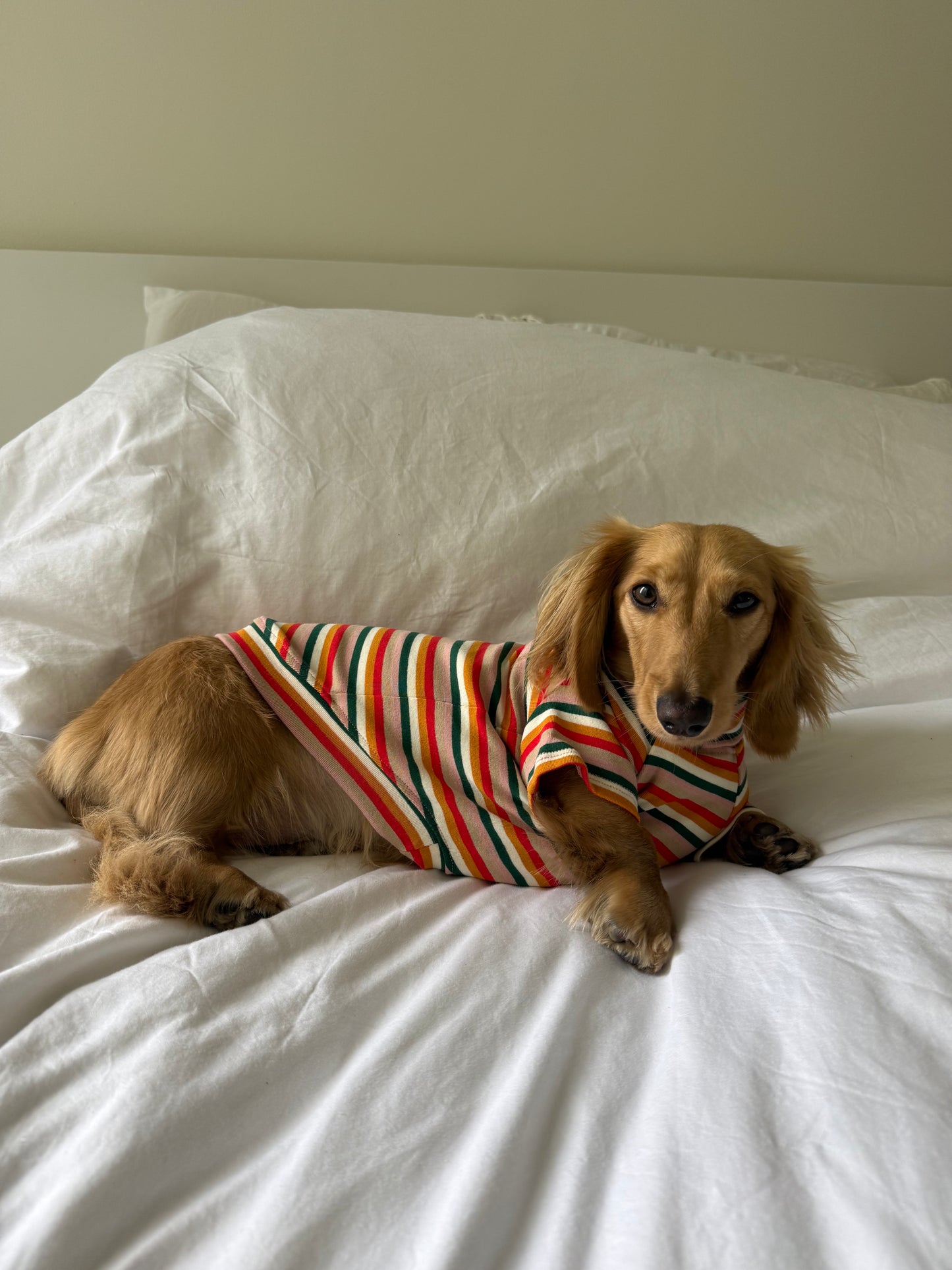 Sunset Soda Dog Shirt