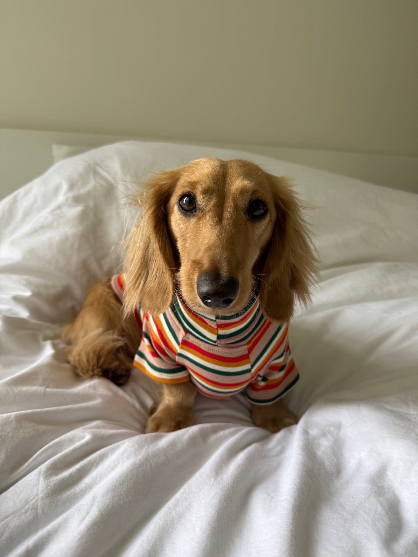 Sunset Soda Dog Shirt