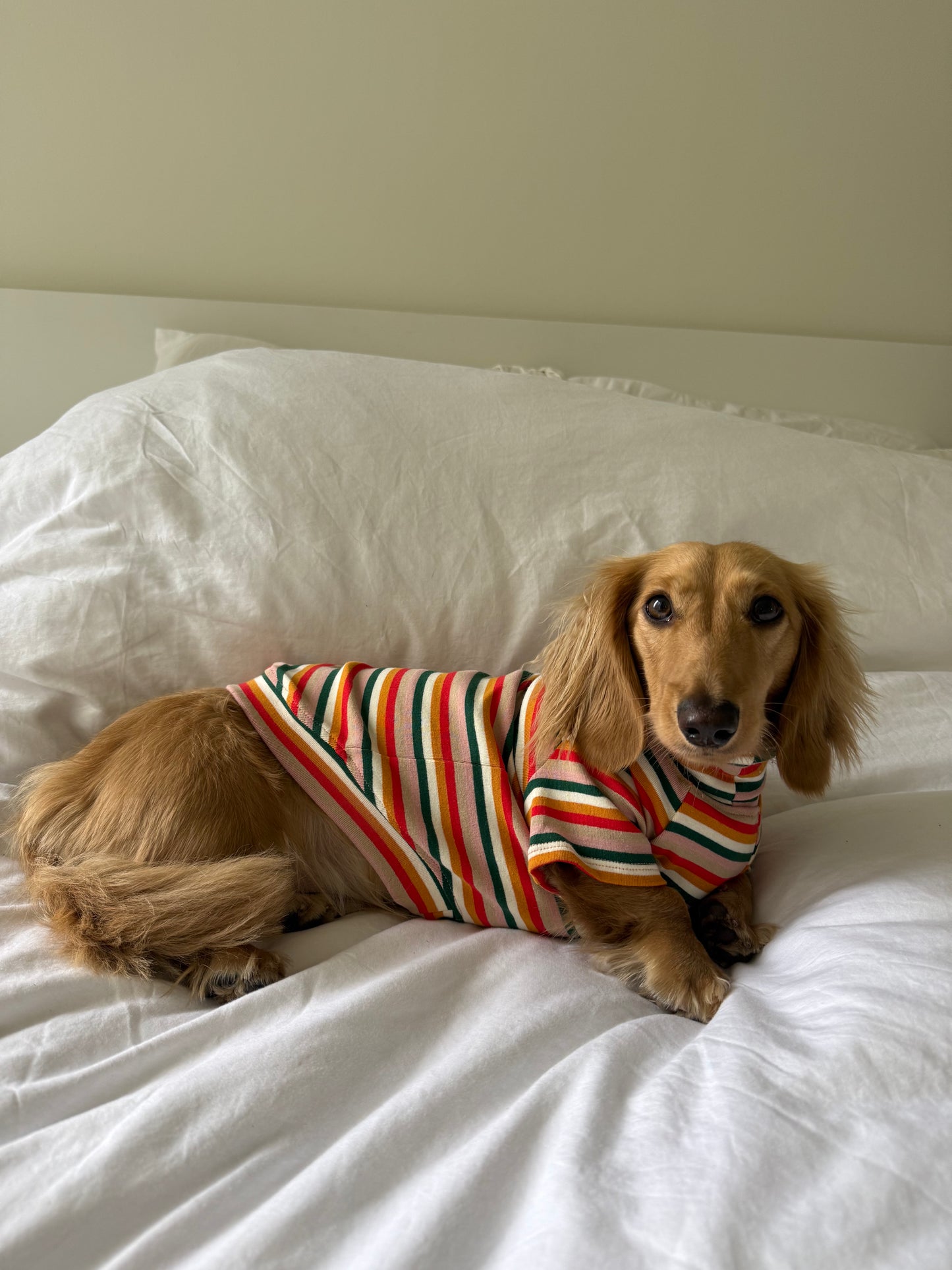 Sunset Soda Dog Shirt