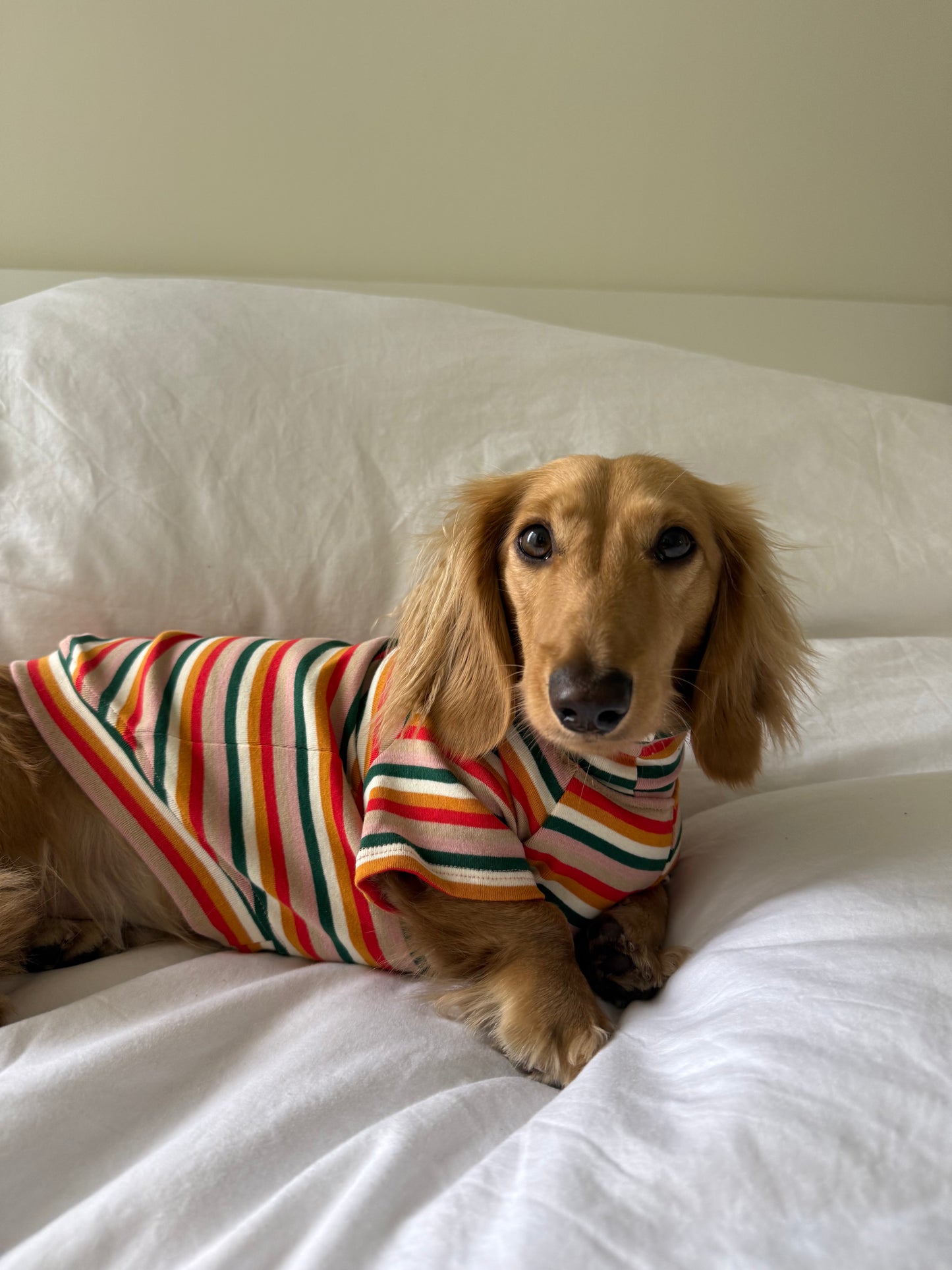 Sunset Soda Dog Shirt