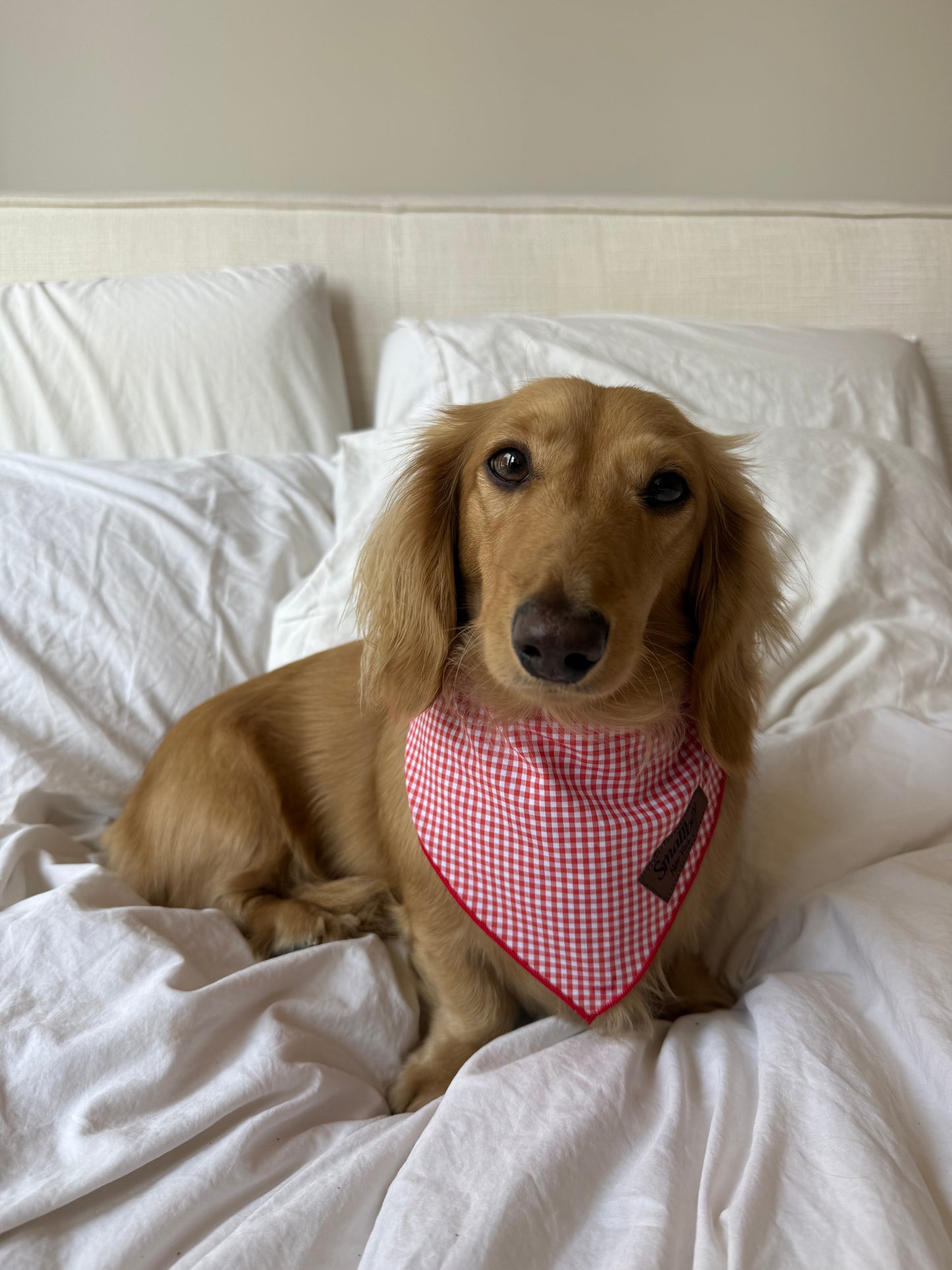 Picnic Pup Bandana