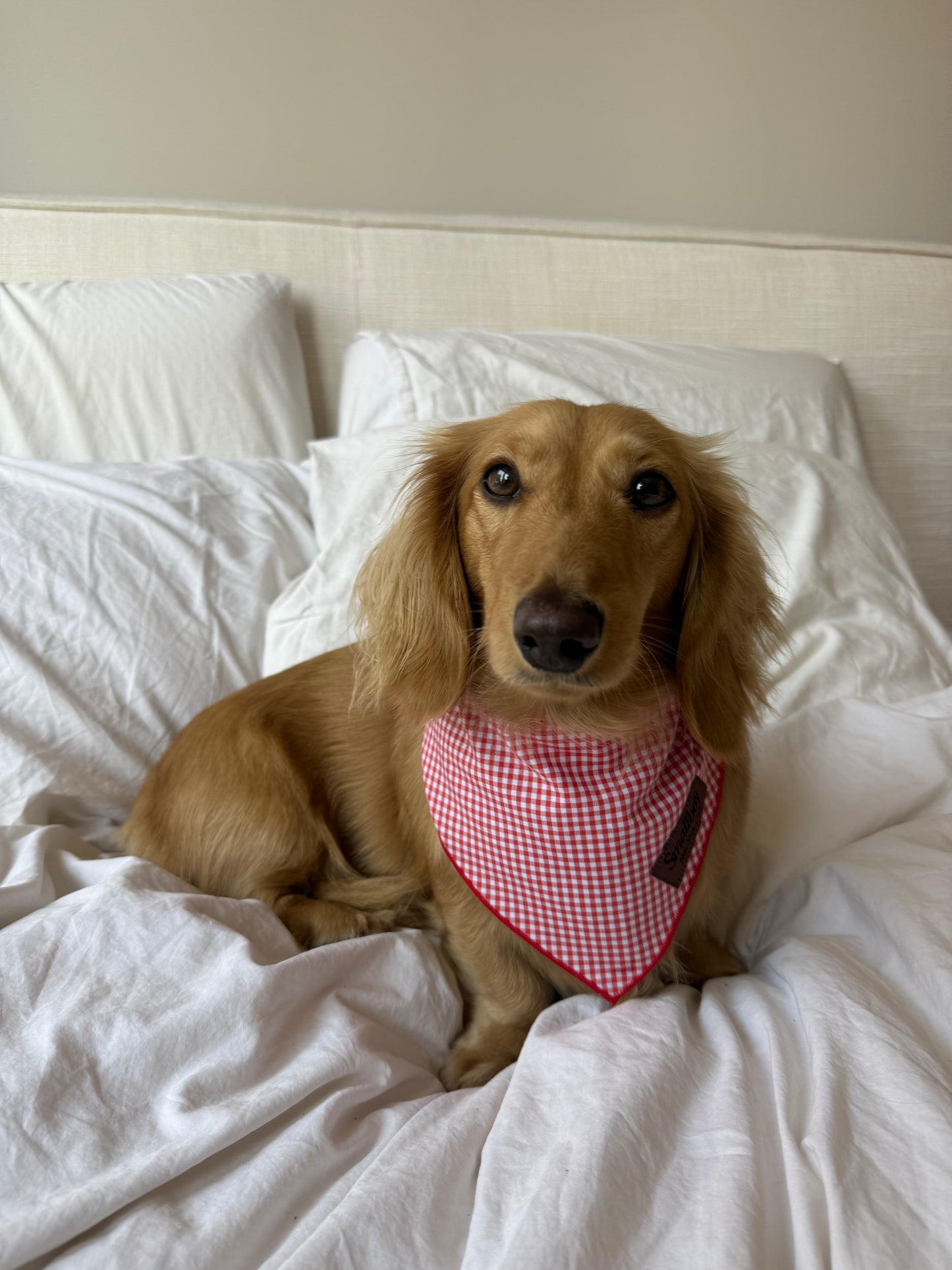 Picnic Pup Bandana