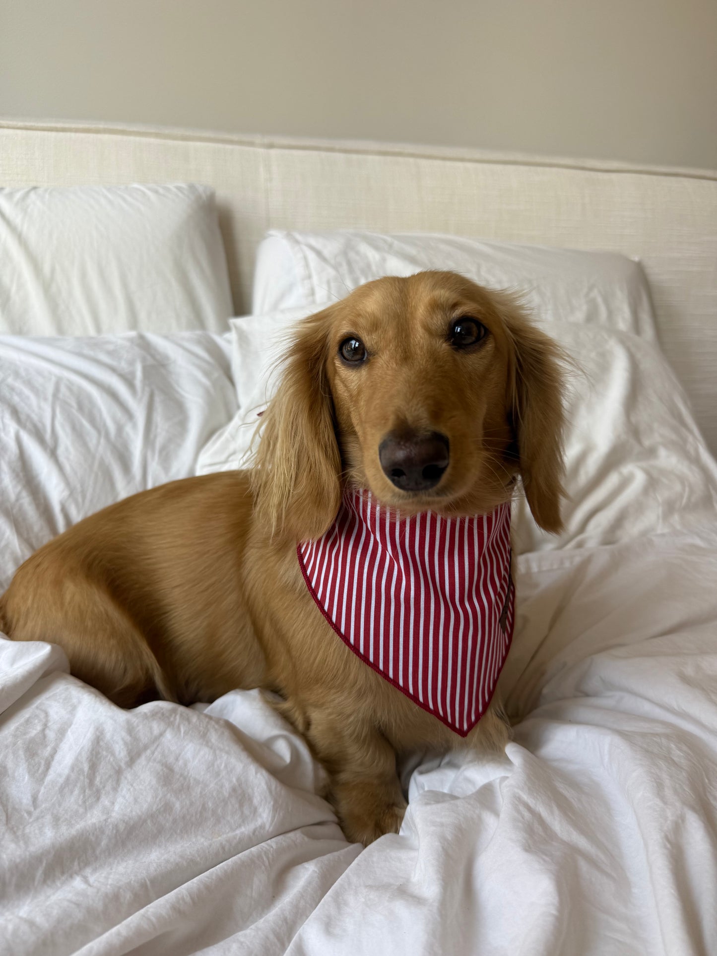 Sweet Cherry Bandana