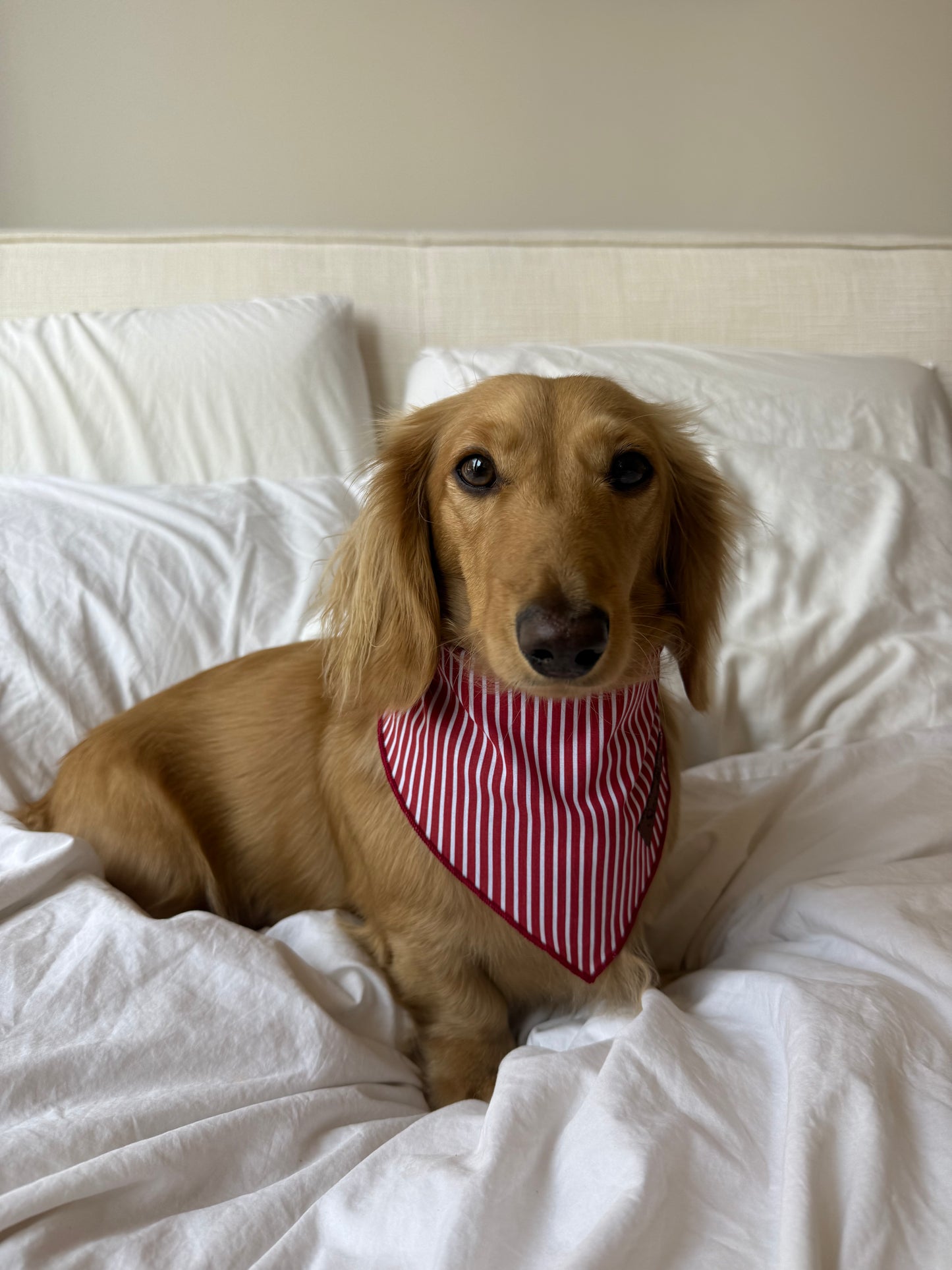 Sweet Cherry Bandana