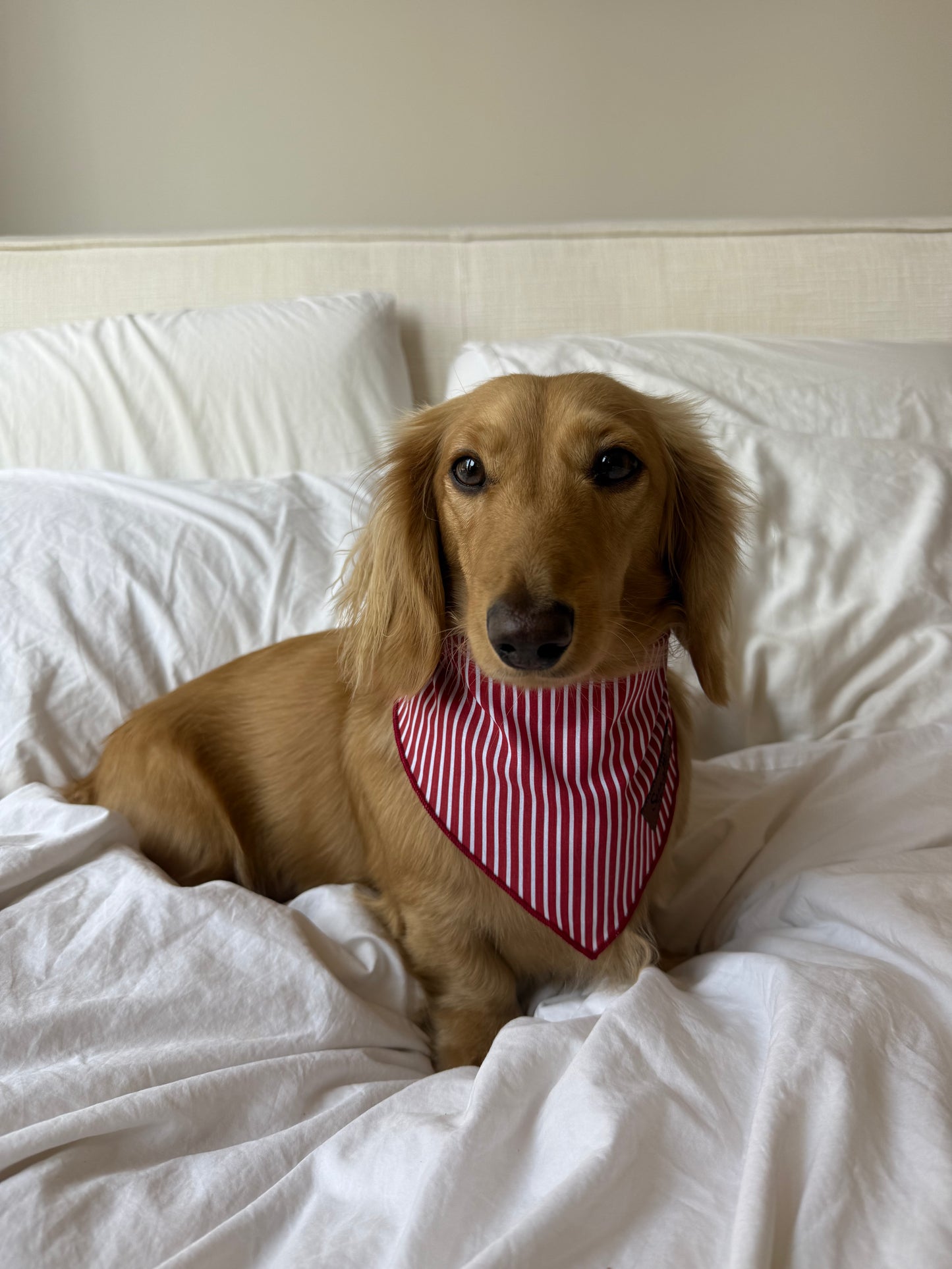 Sweet Cherry Bandana