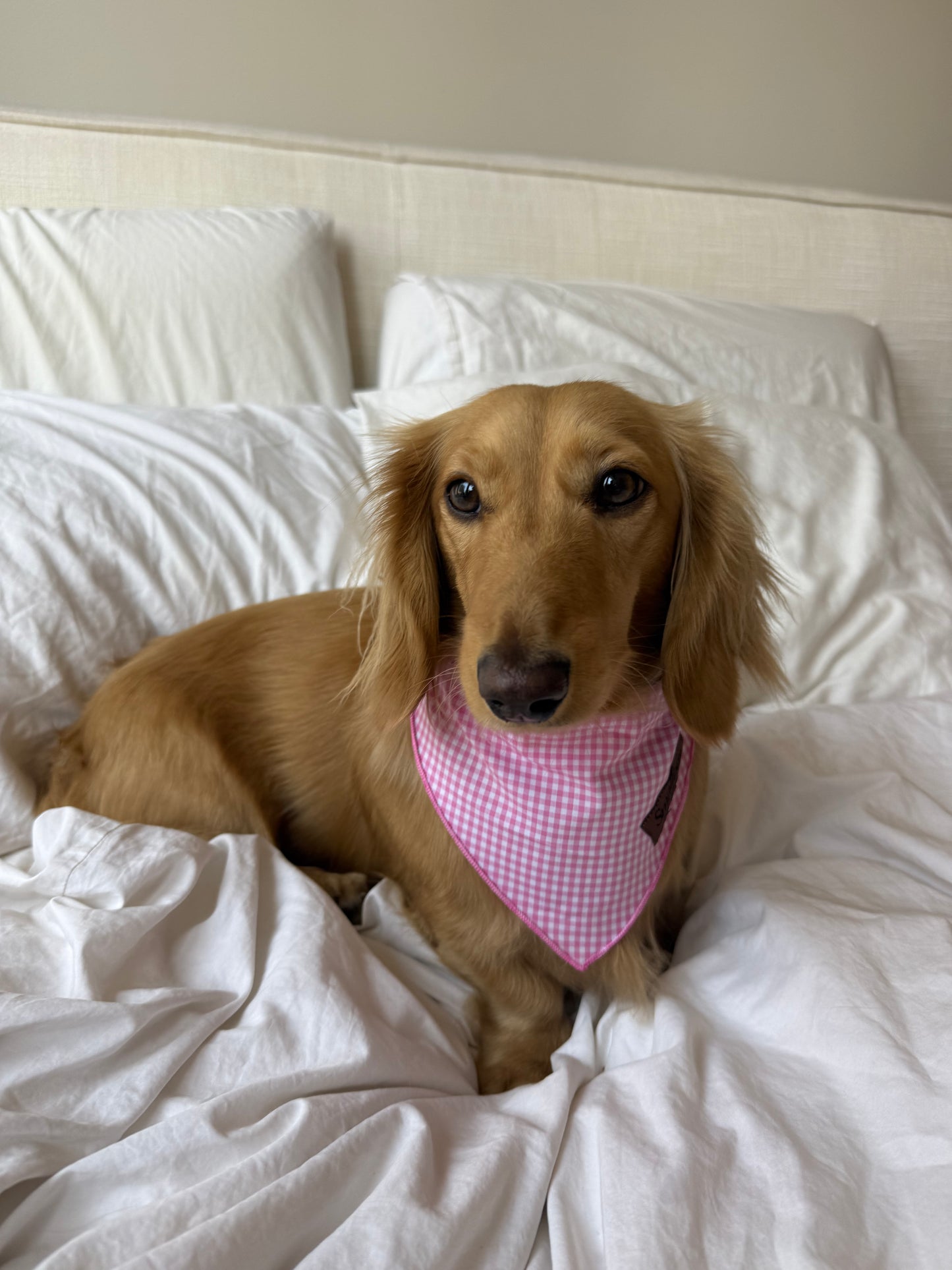 Picnic Pup Bandana