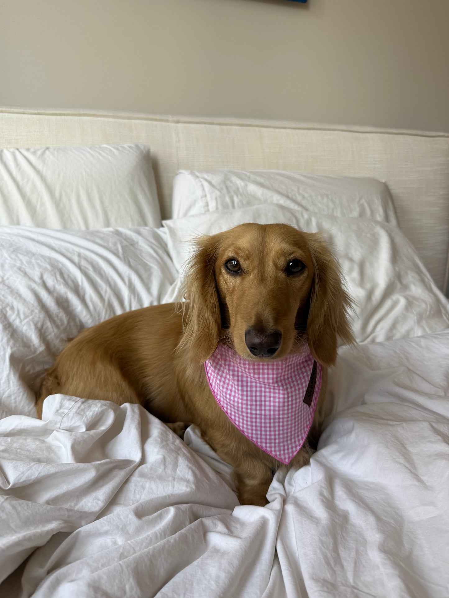 Picnic Pup Bandana