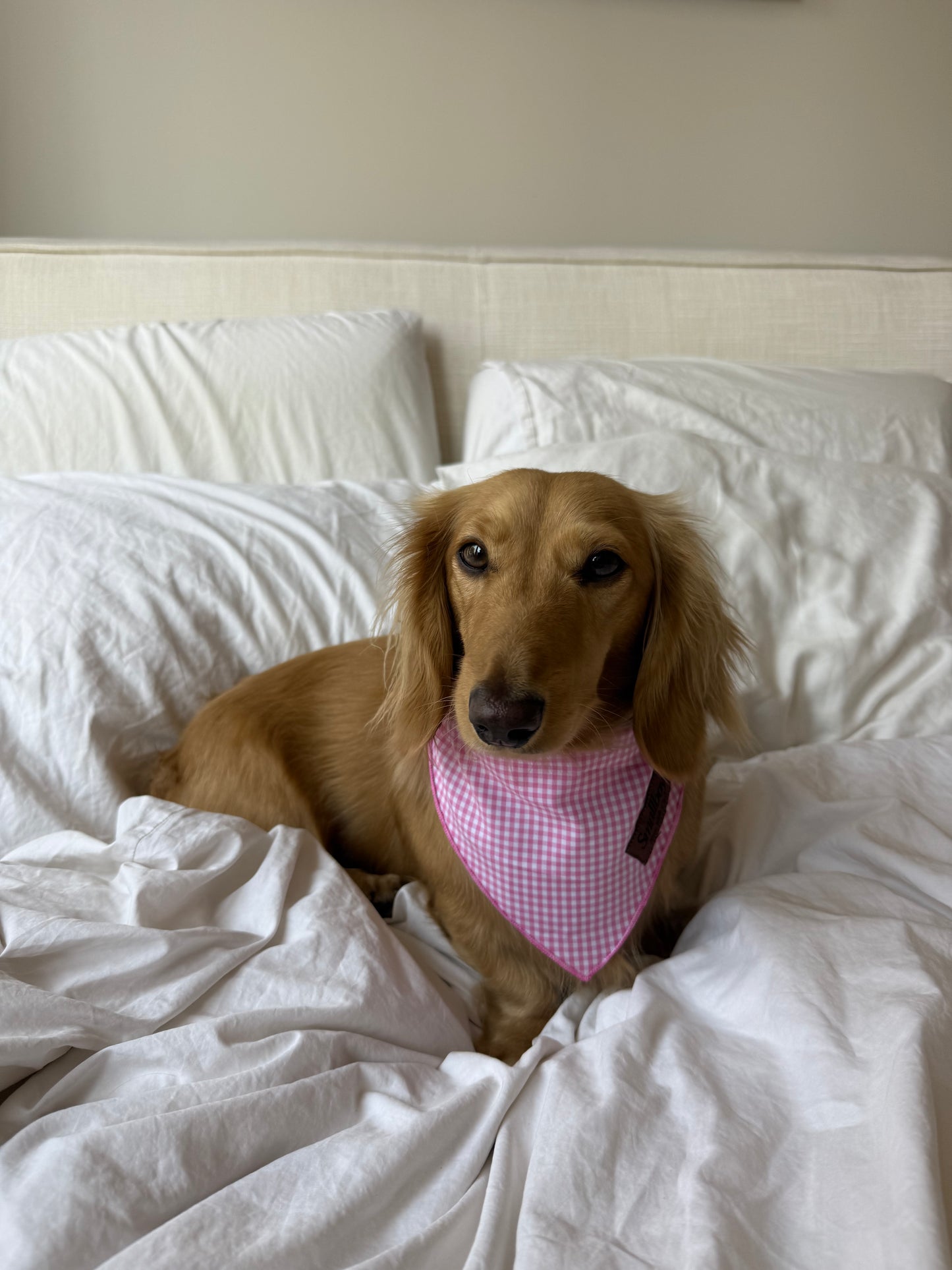 Picnic Pup Bandana