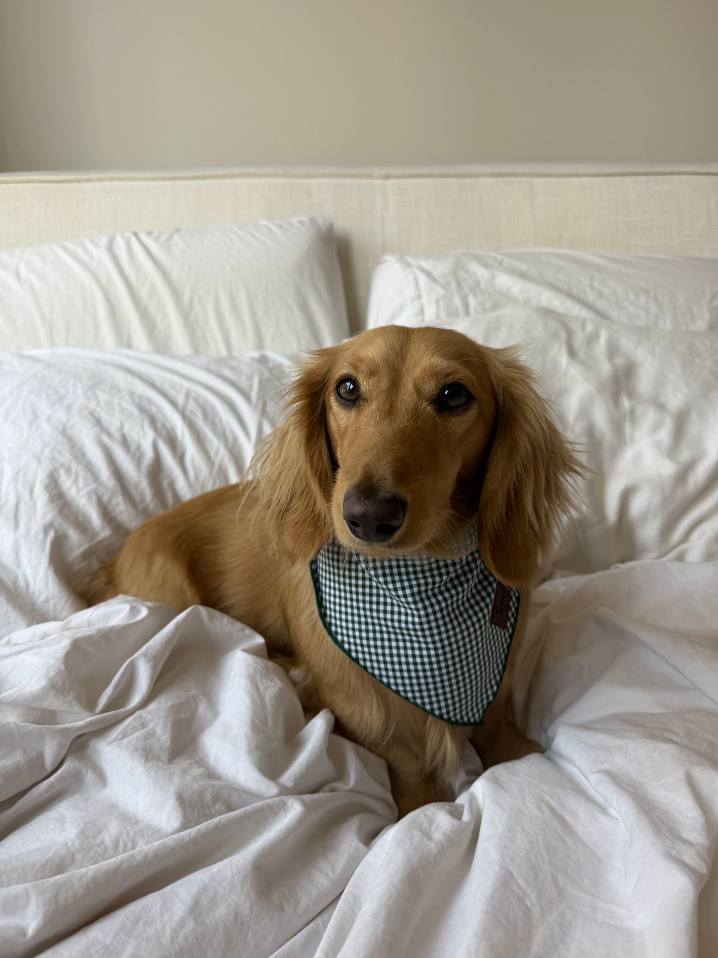 Picnic Pup Bandana