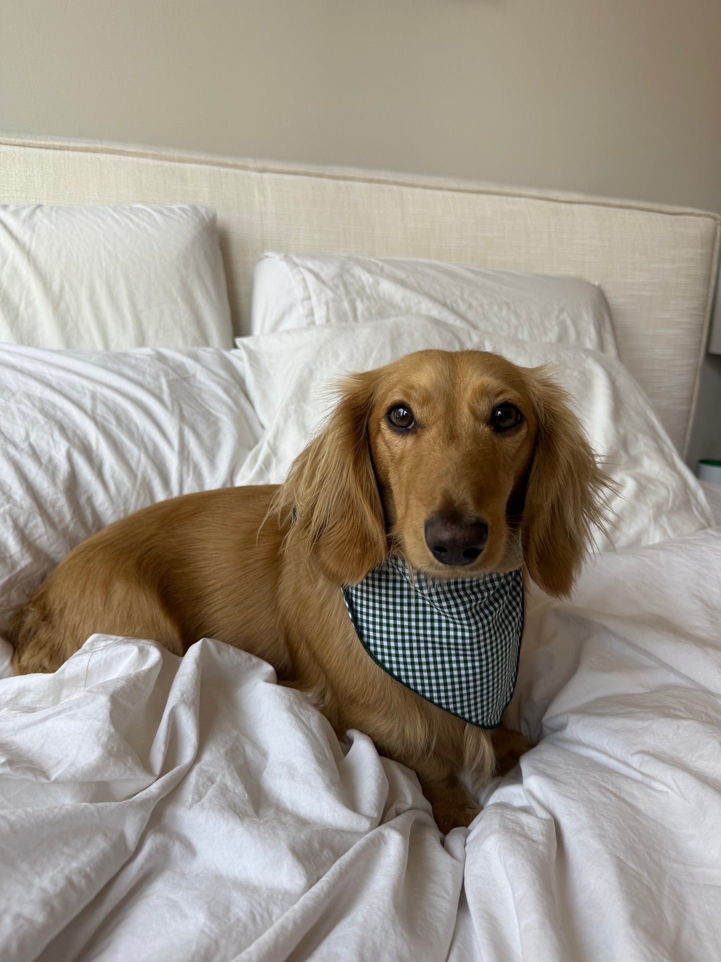 Picnic Pup Bandana