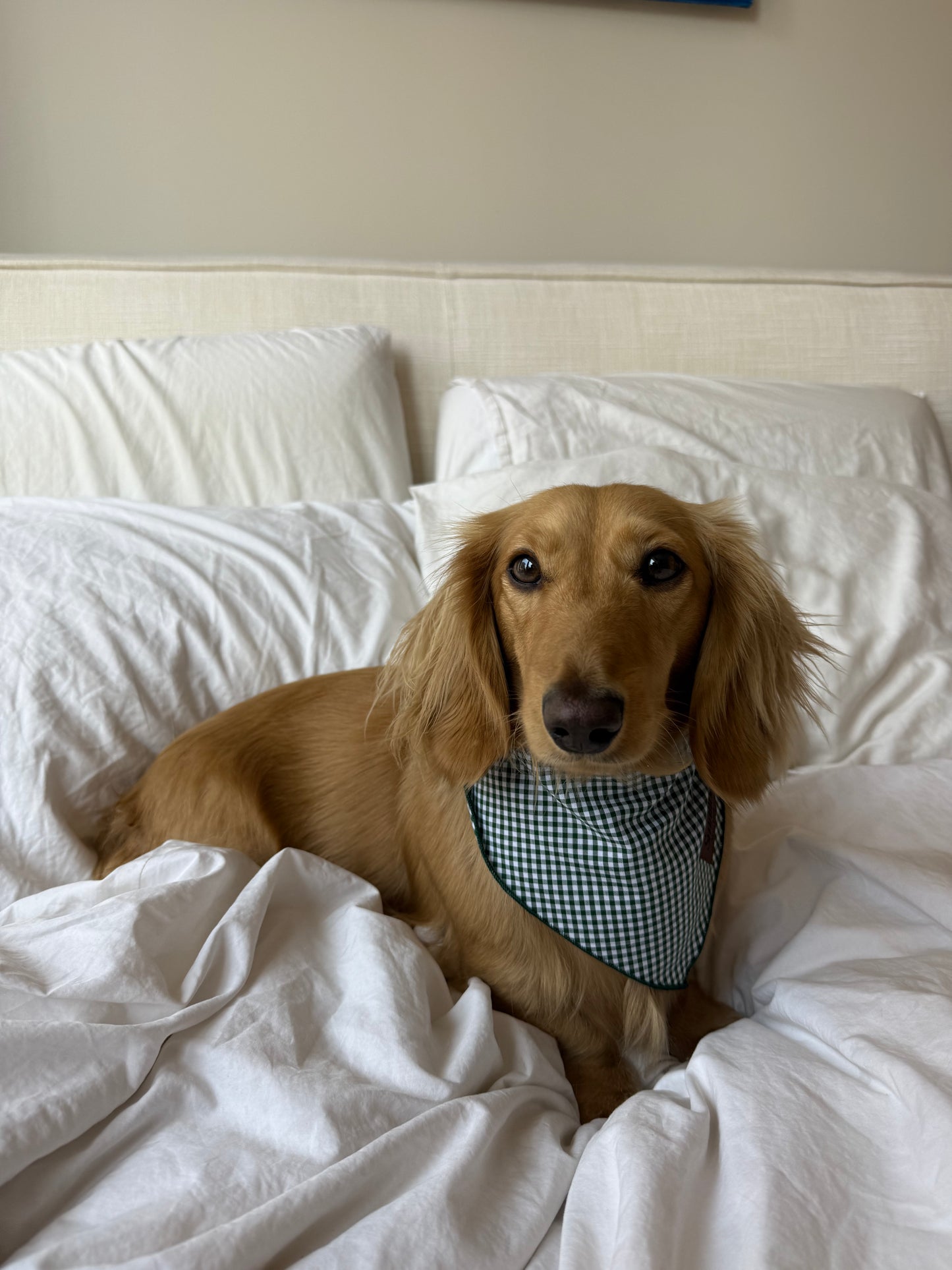 Picnic Pup Bandana