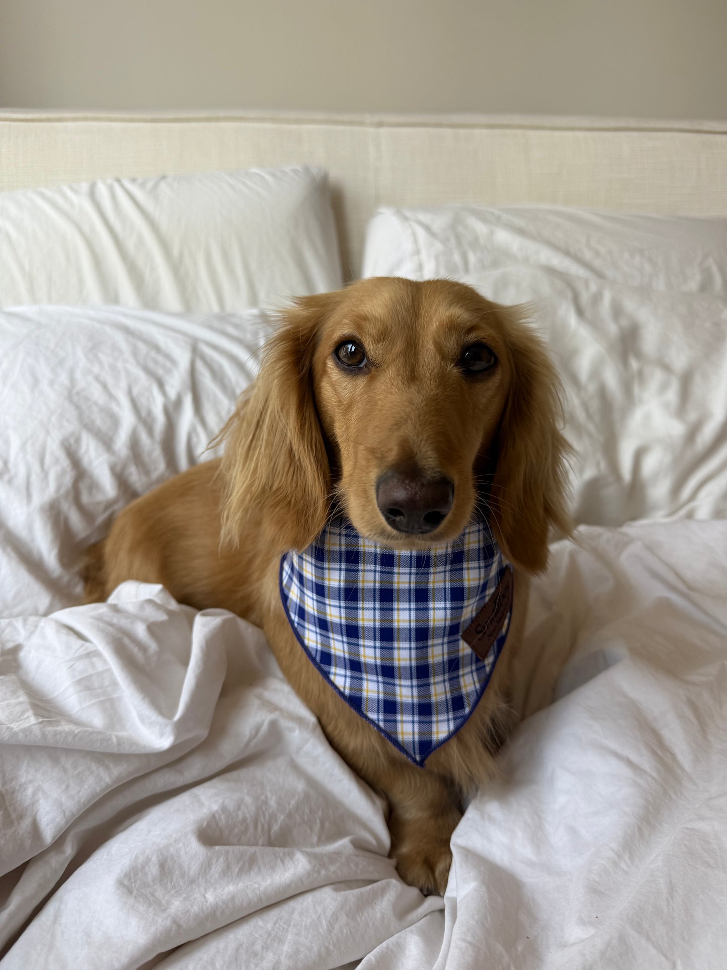 Lakeside Pup Bandana