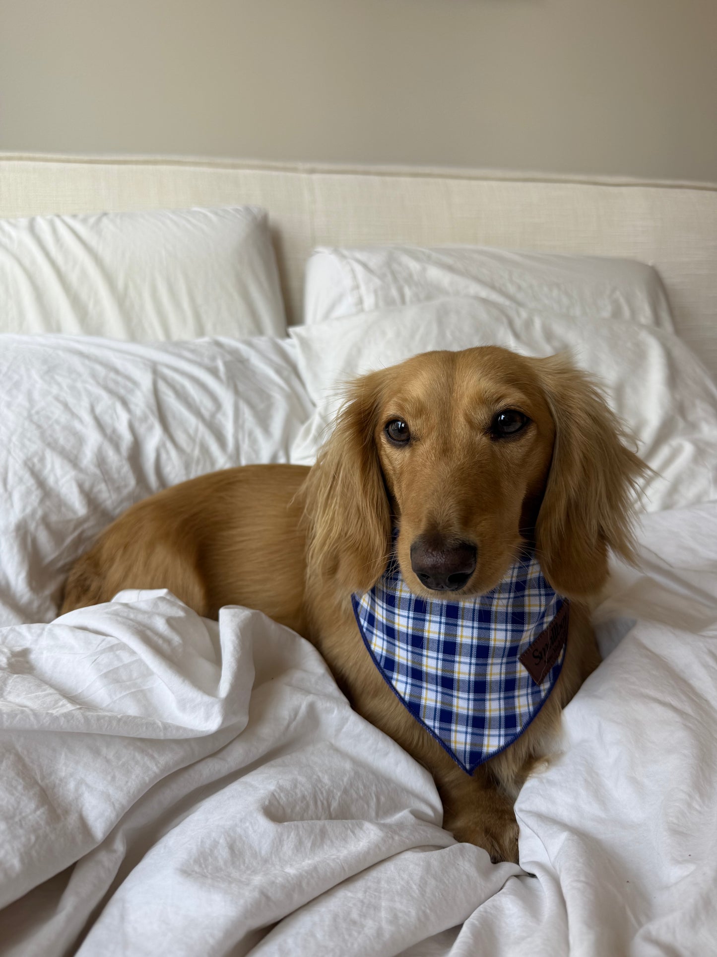 Lakeside Pup Bandana