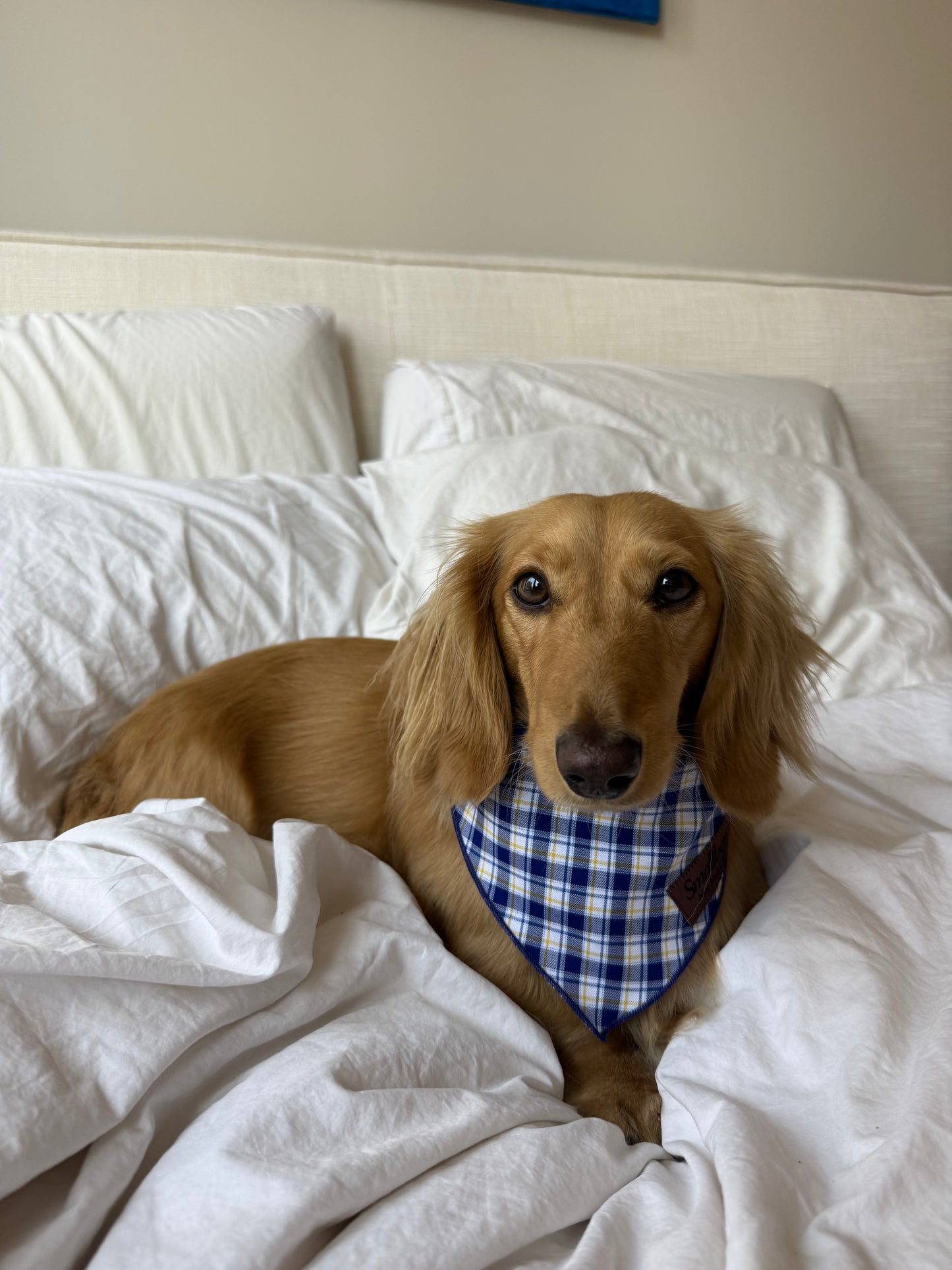 Lakeside Pup Bandana