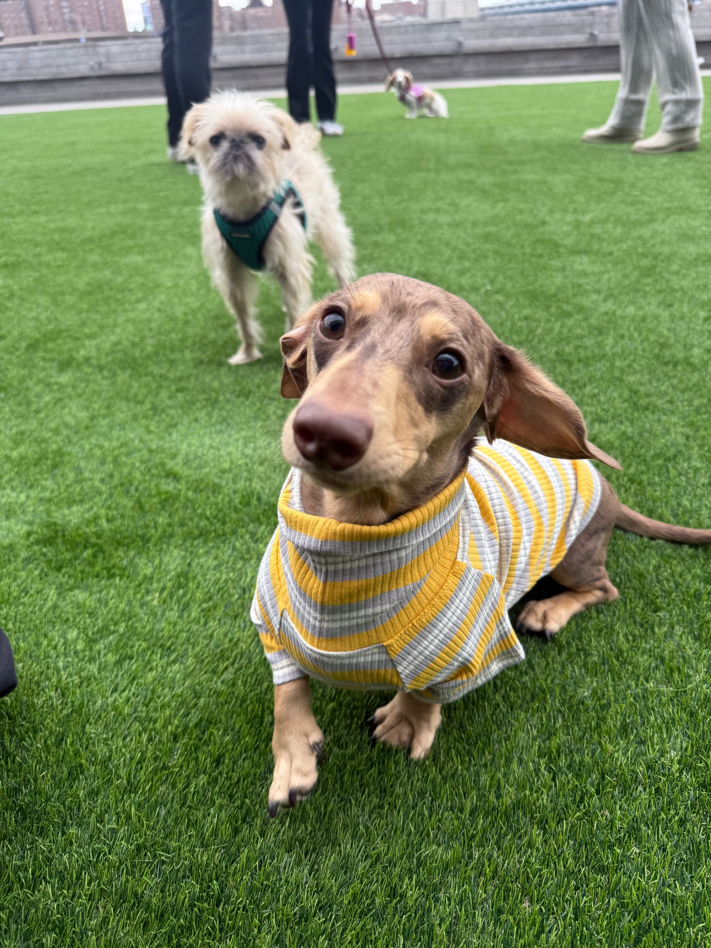 Honey & Haze Dog Shirt