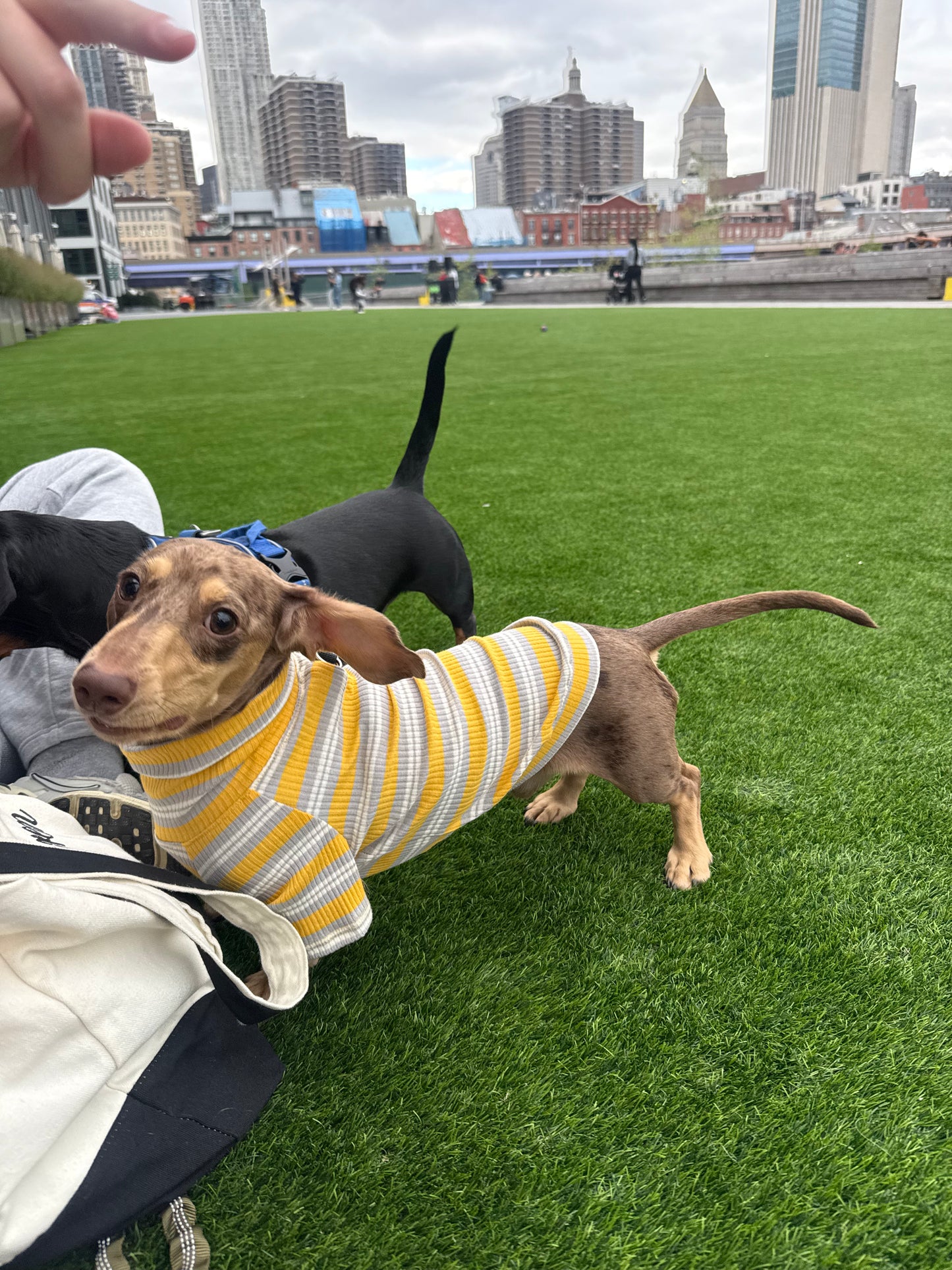 Honey & Haze Dog Shirt