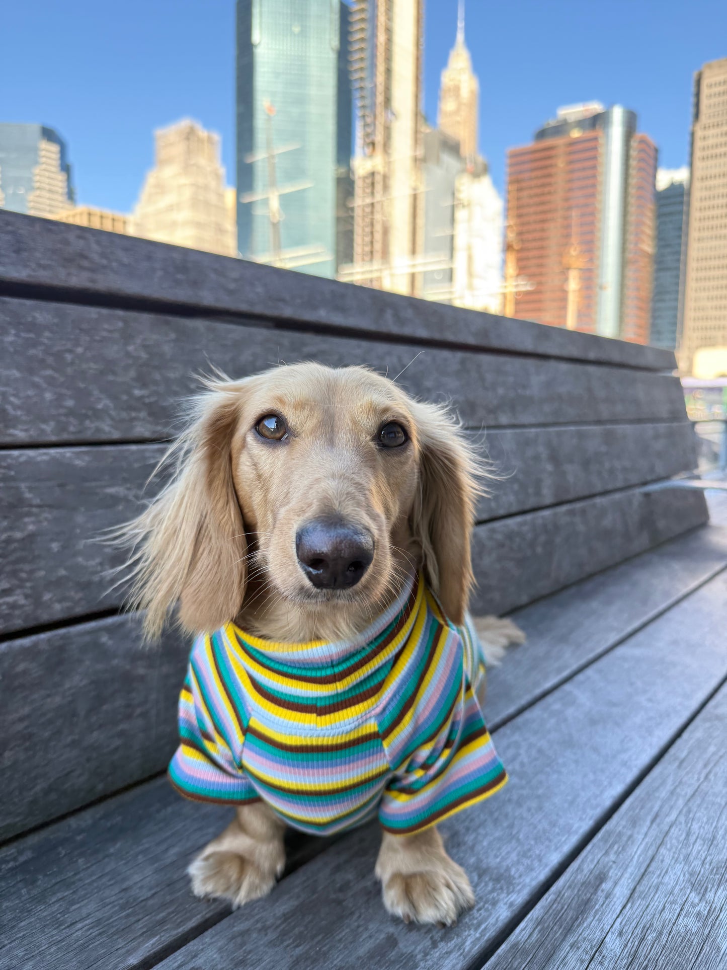 Blue Candy Stripe Dog Shirt