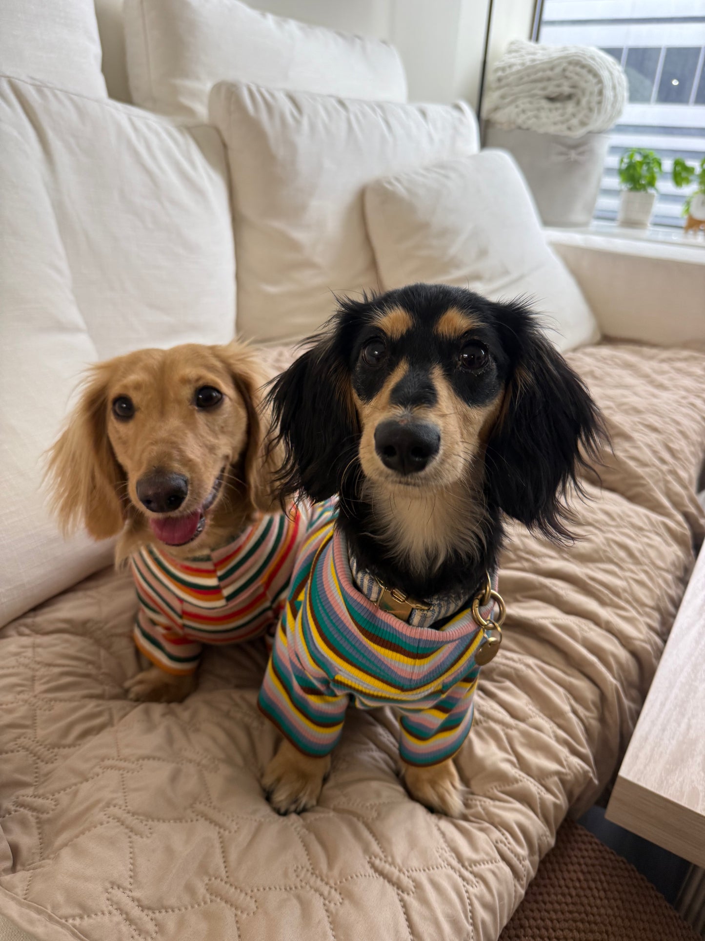 Blue Candy Stripe Dog Shirt