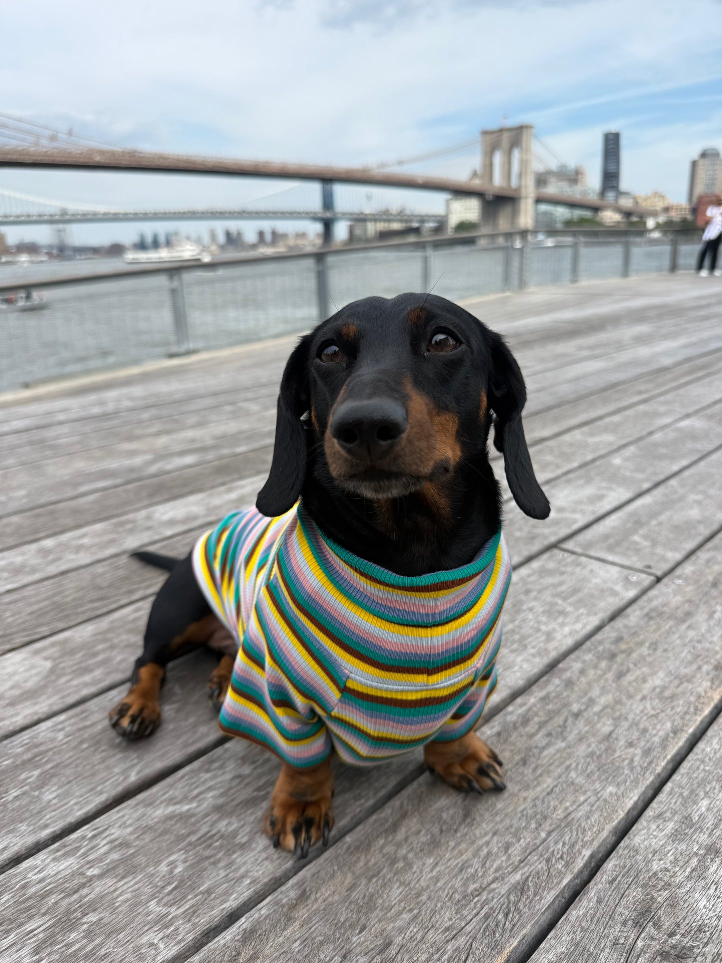 Blue Candy Stripe Dog Shirt