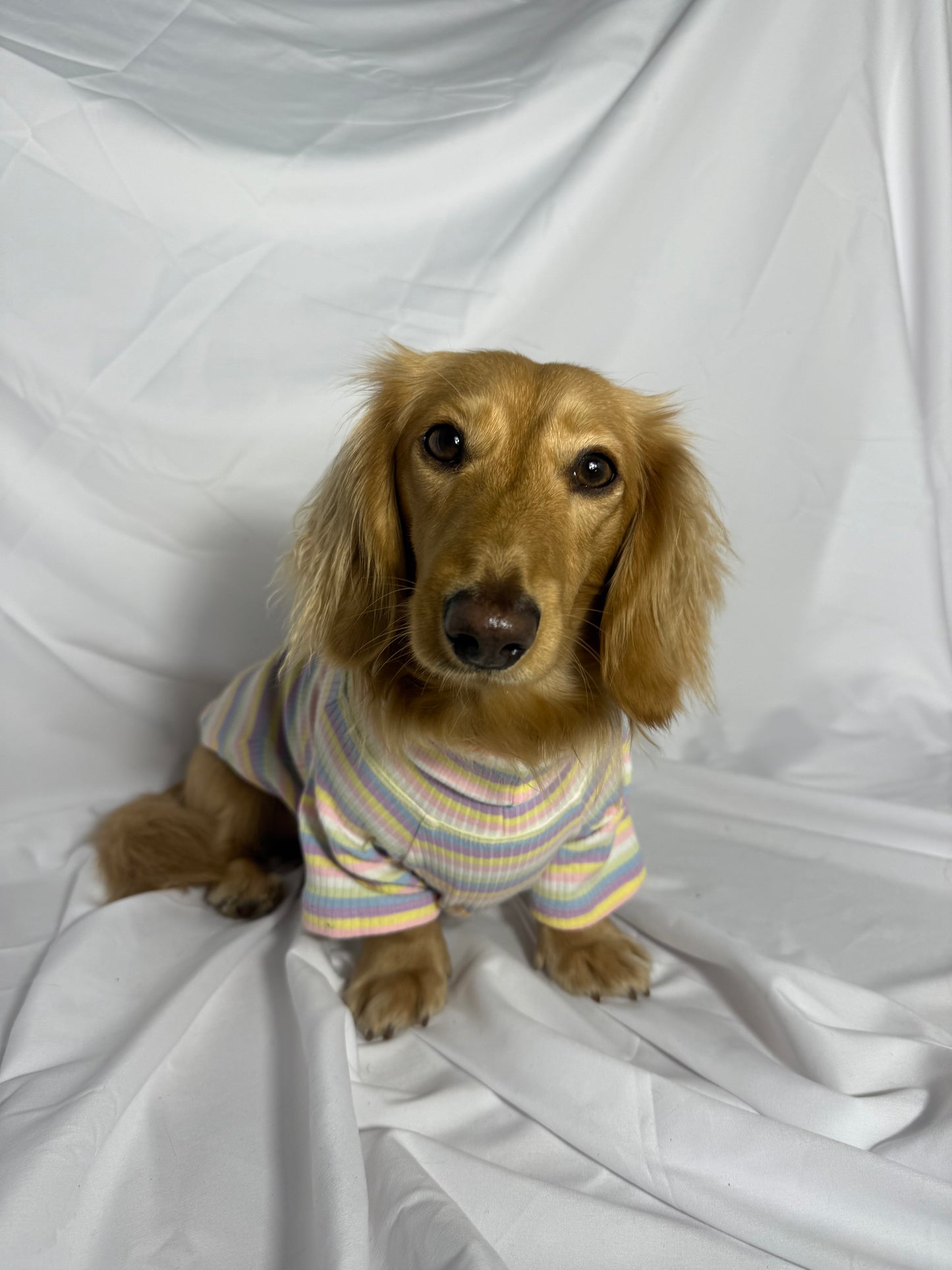 Cotton Candy Days Dog Shirt
