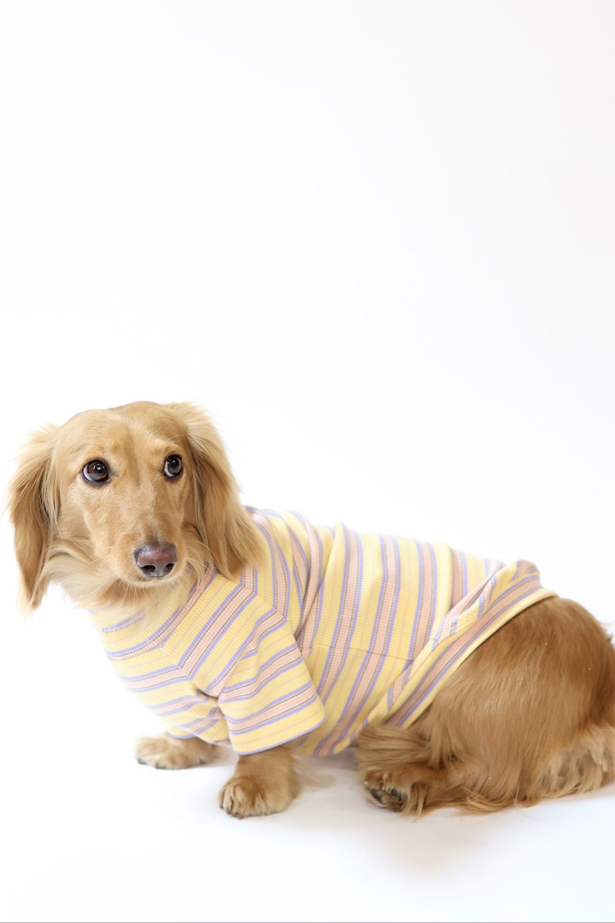 Smallboy Honey Lavender Dog Shirt