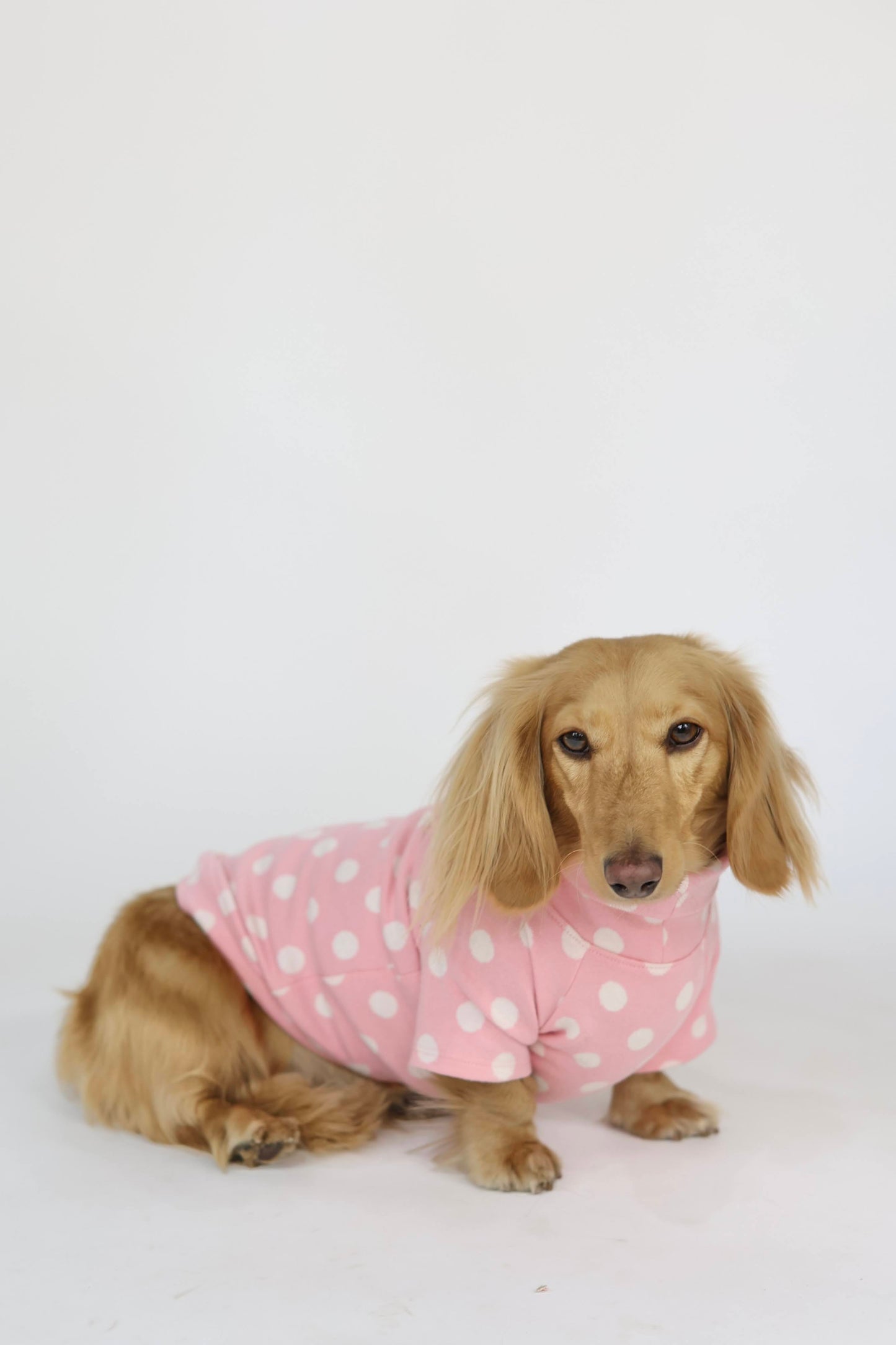 Polka Dot Dog Sweater