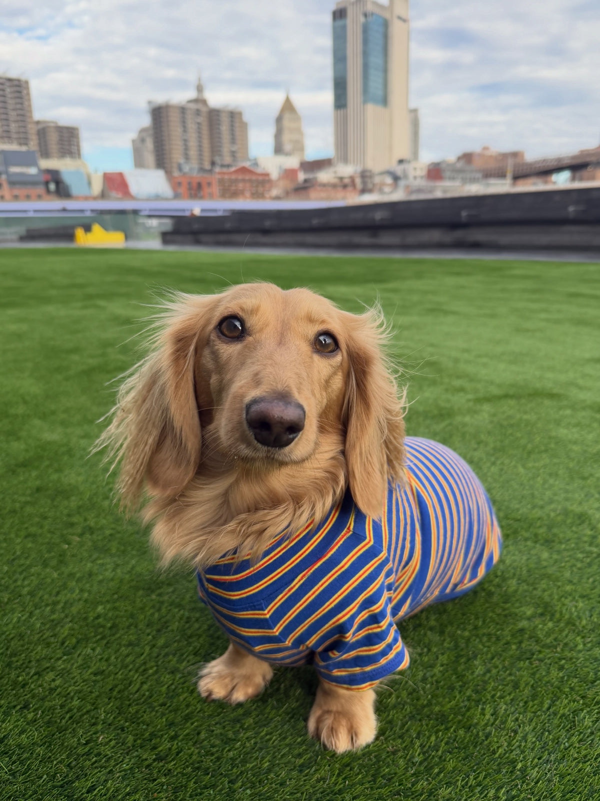 Smallboy Ballpark Classic Dog Sweater