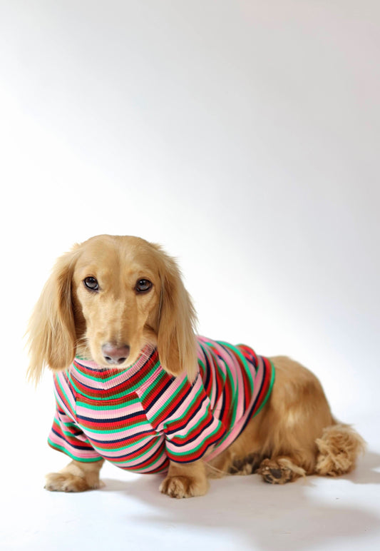 Holiday Pop Dog Shirt