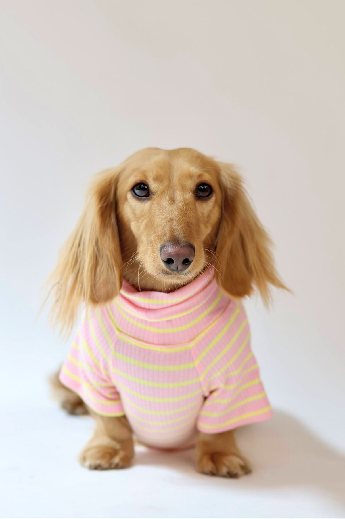 Smallboy Sherbert Dog Shirt