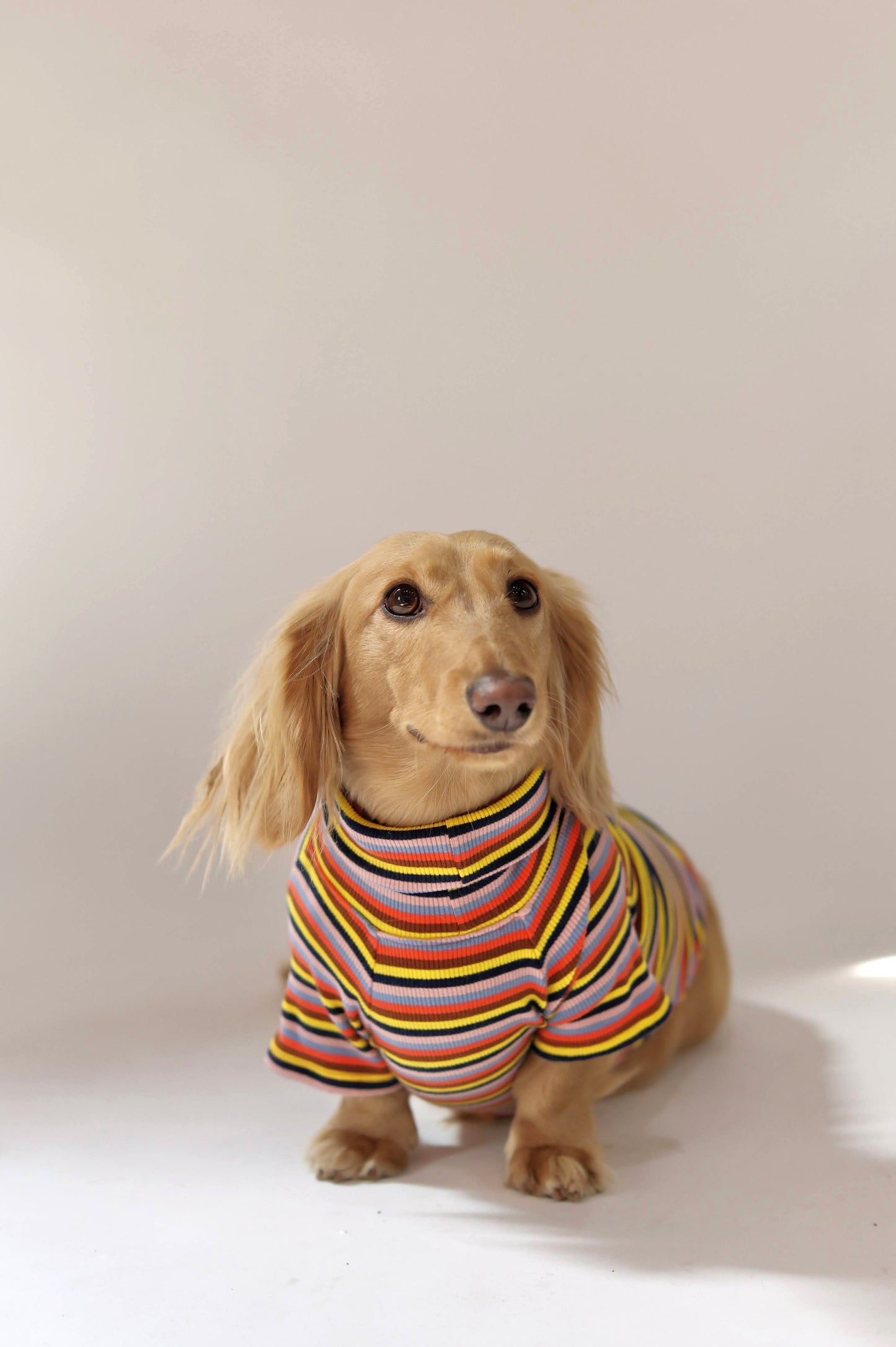 Roller Disco Dog Shirt
