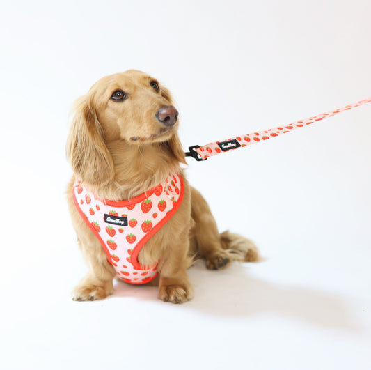 Sweet Strawberry Leash
