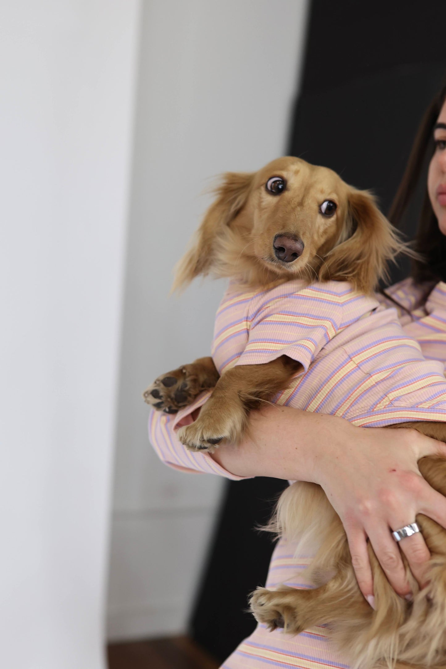 Sunset Sorbet Dog Shirt