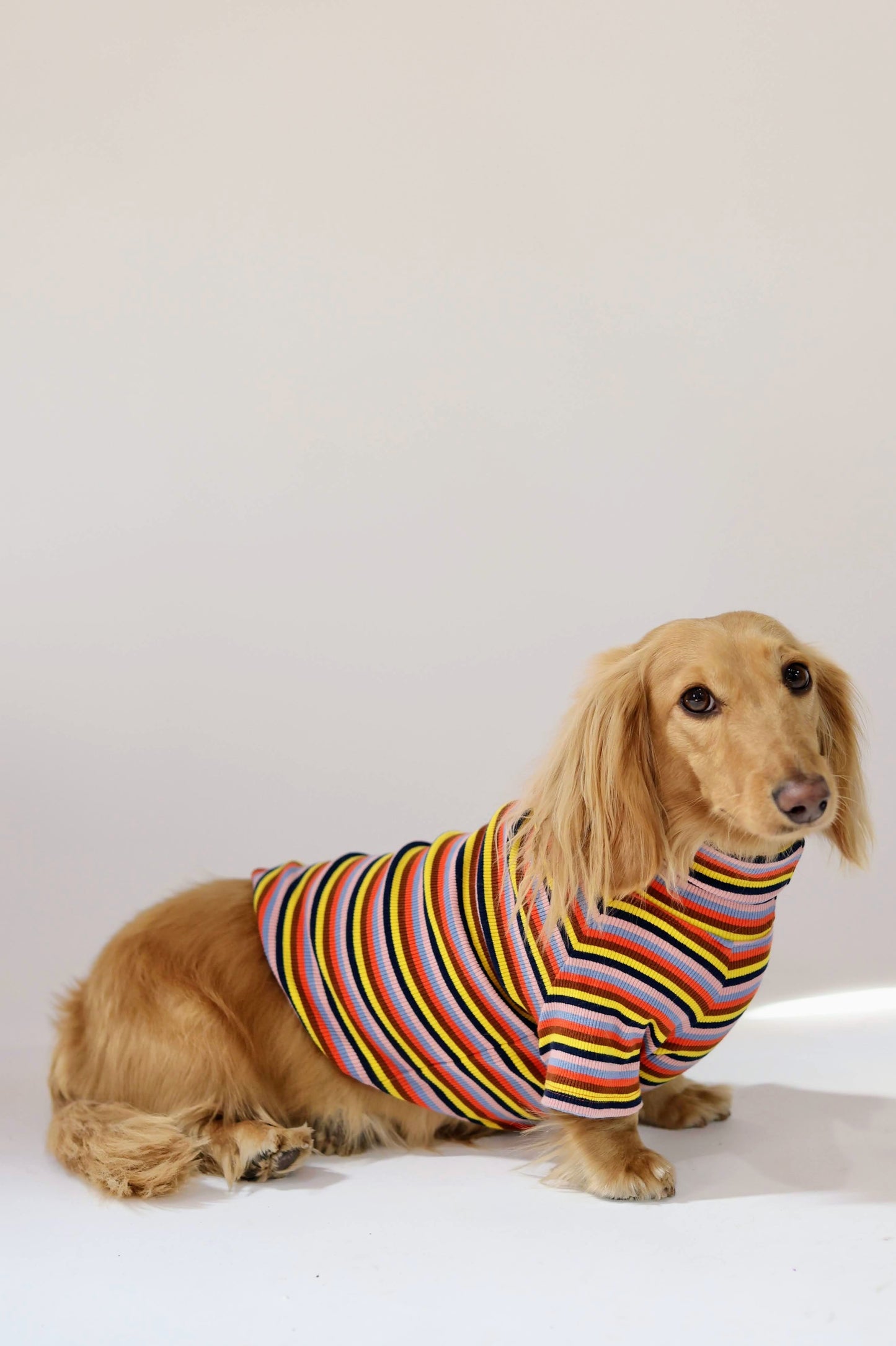 Roller Disco Dog Shirt